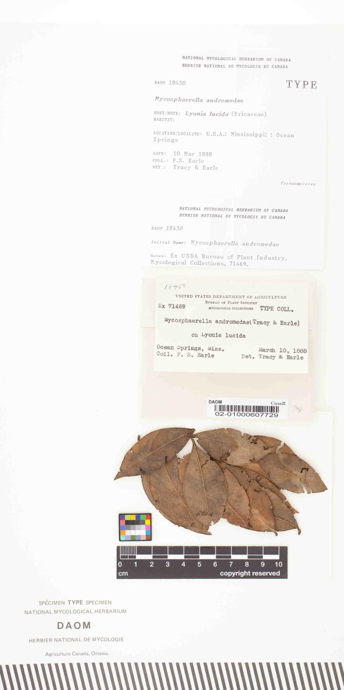 Mycosphaerella andromedae image