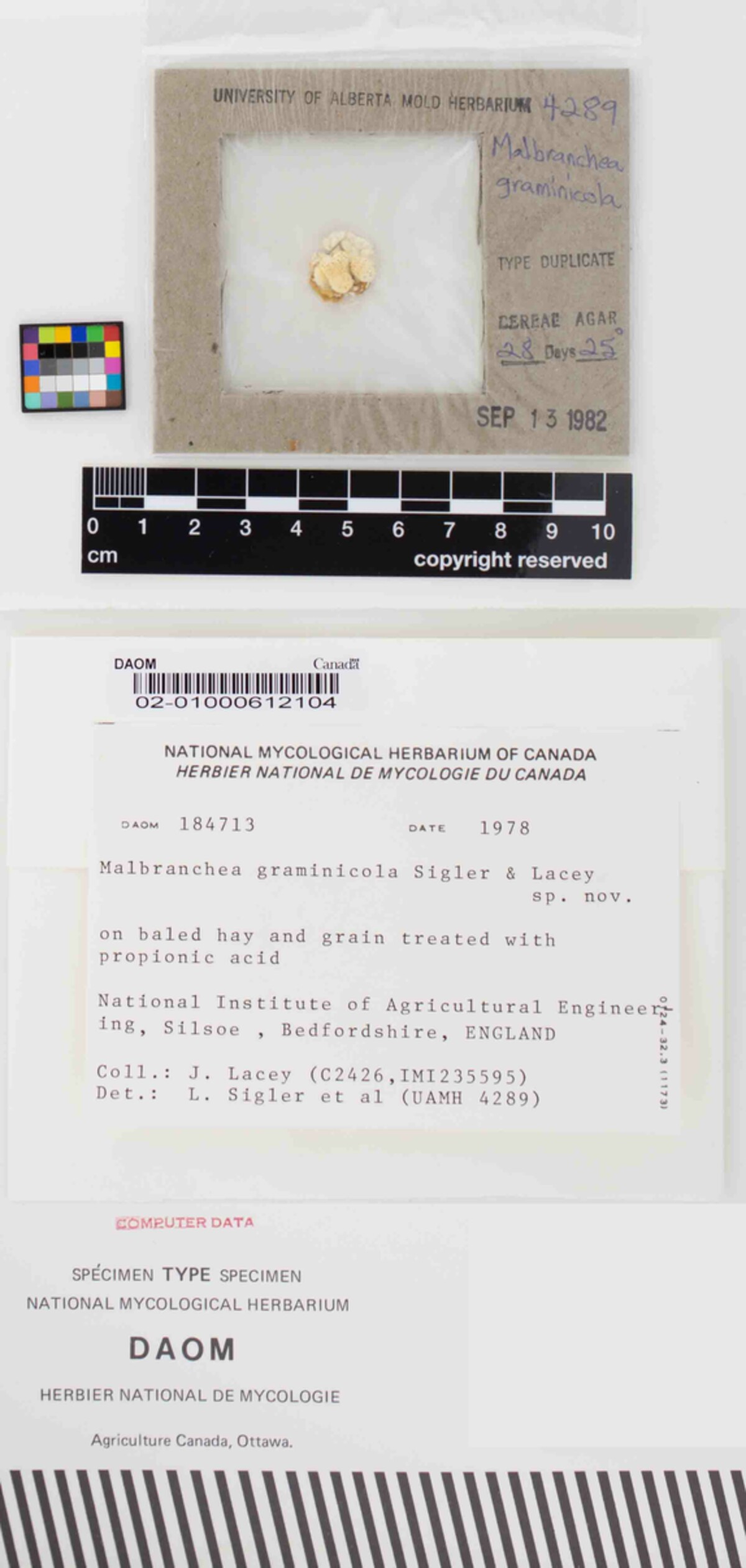 Malbranchea graminicola image