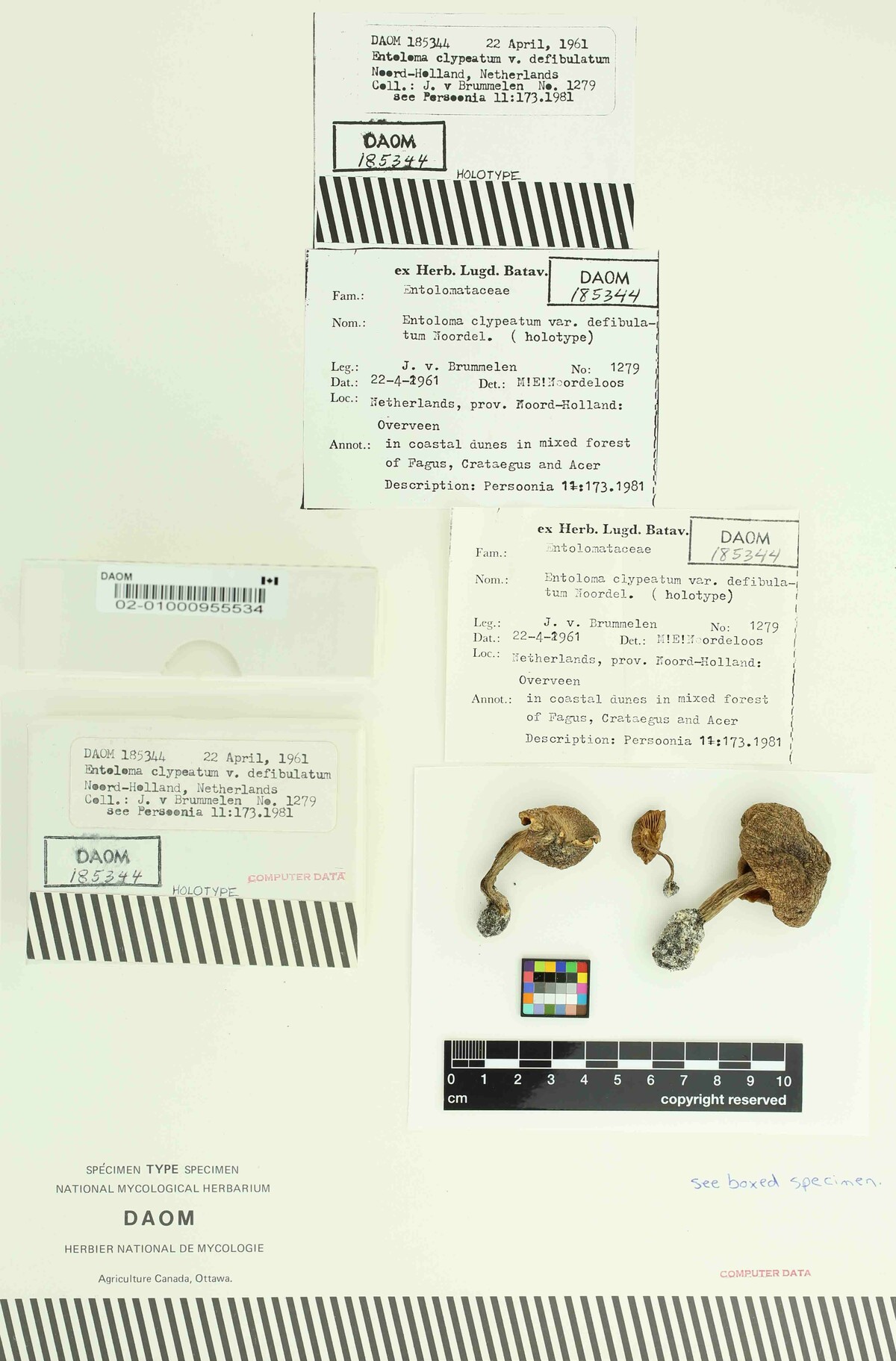Entoloma clypeatum var. defibulatum image