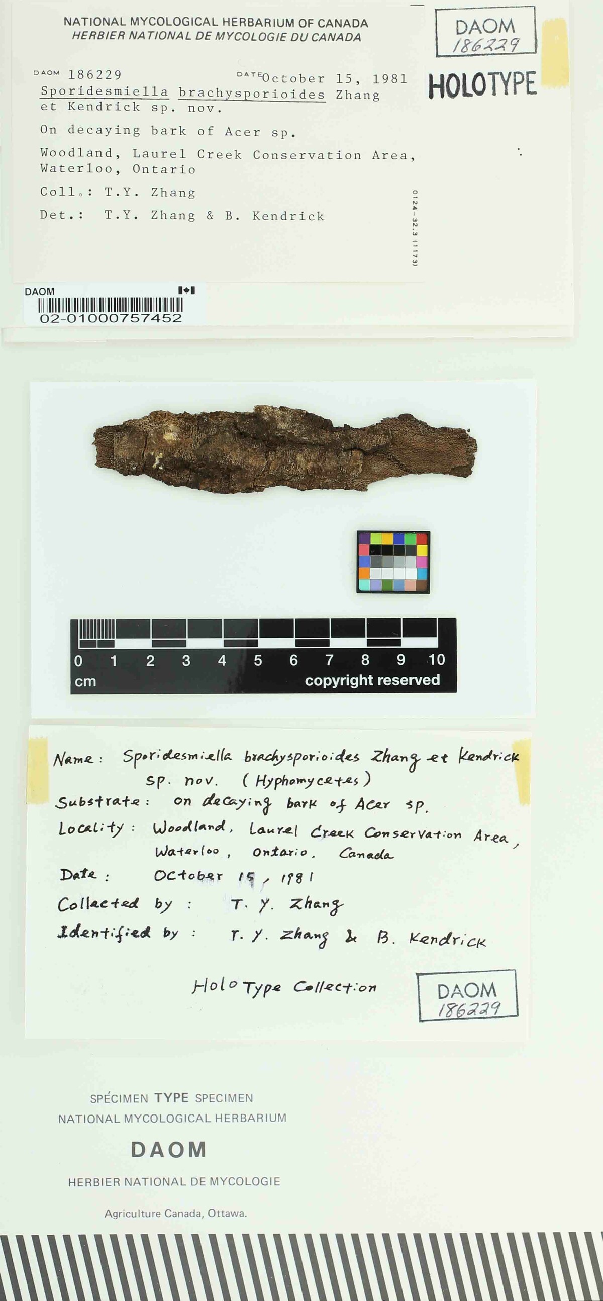 Sporidesmiella brachysporioides image