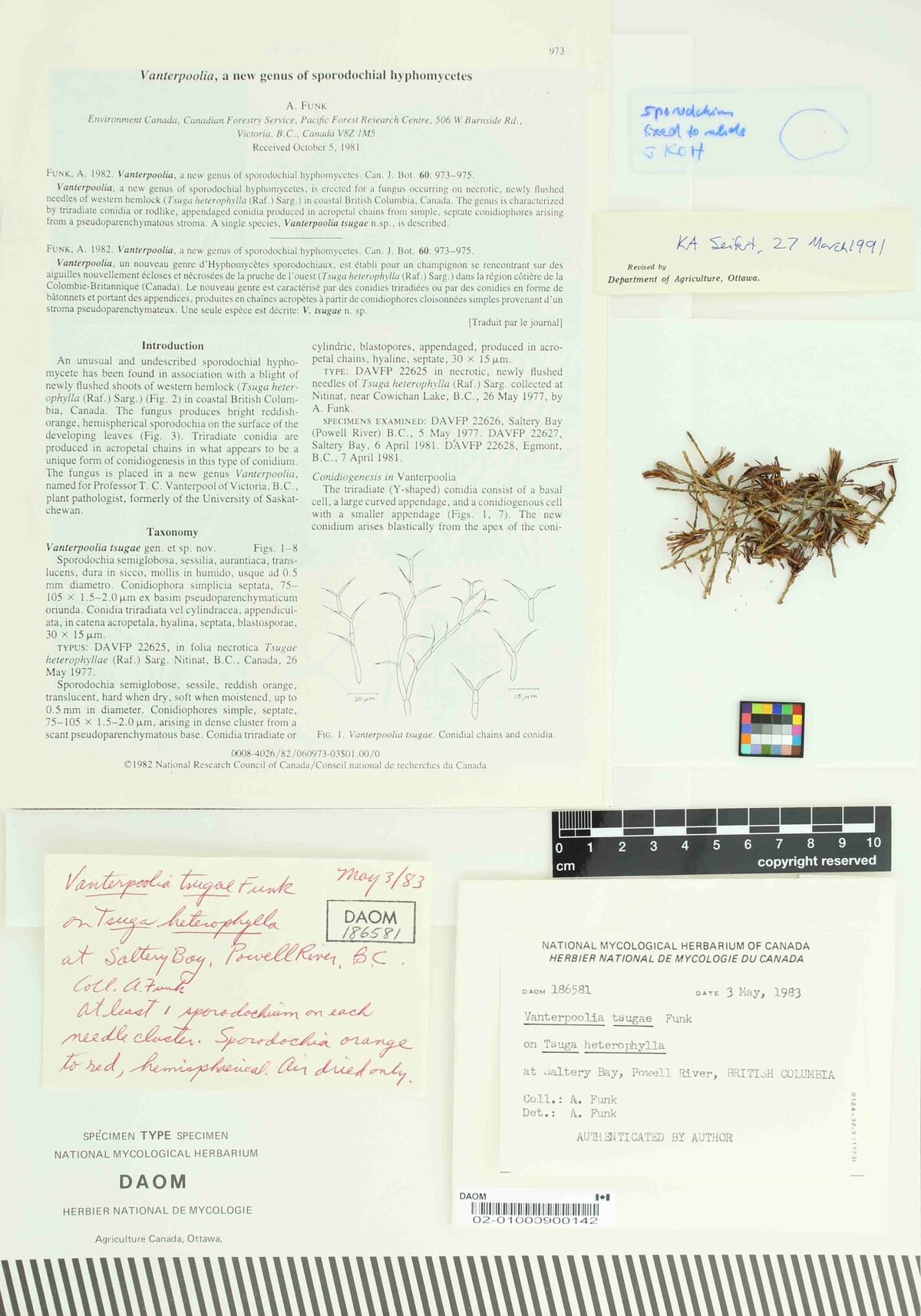 Vanterpoolia tsugae image