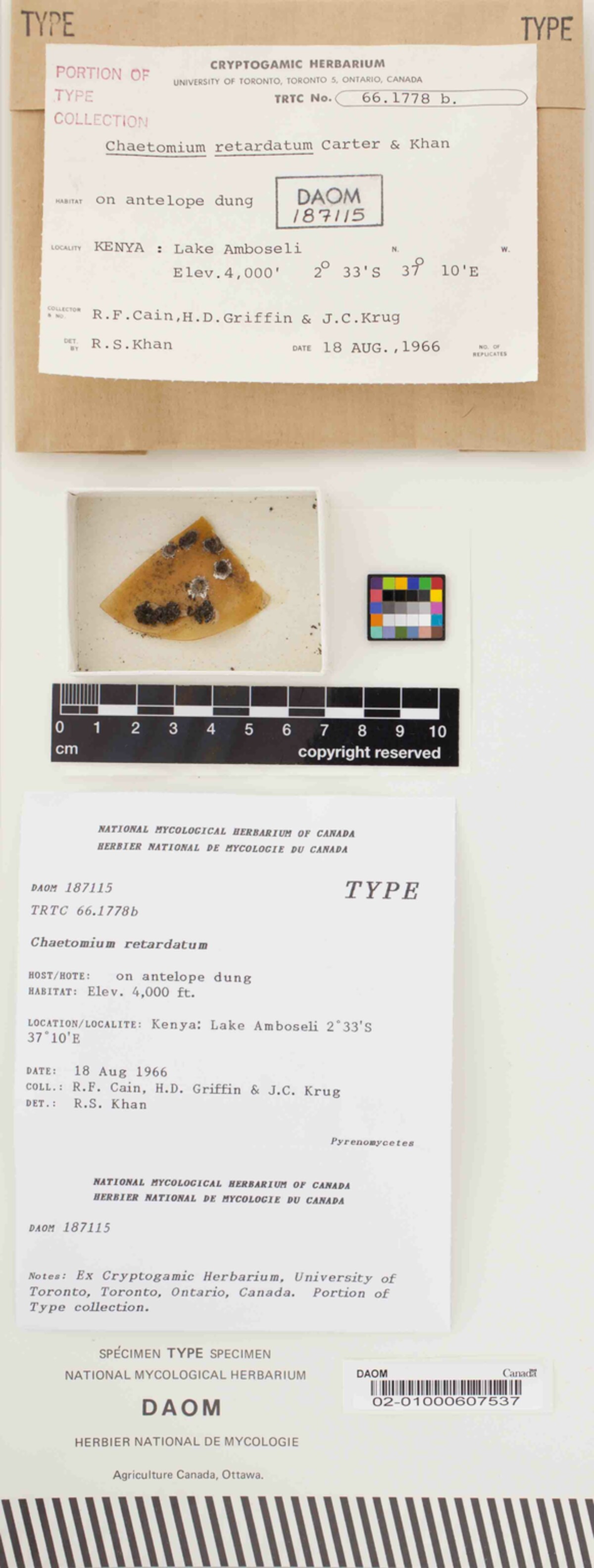 Chaetomium retardatum image