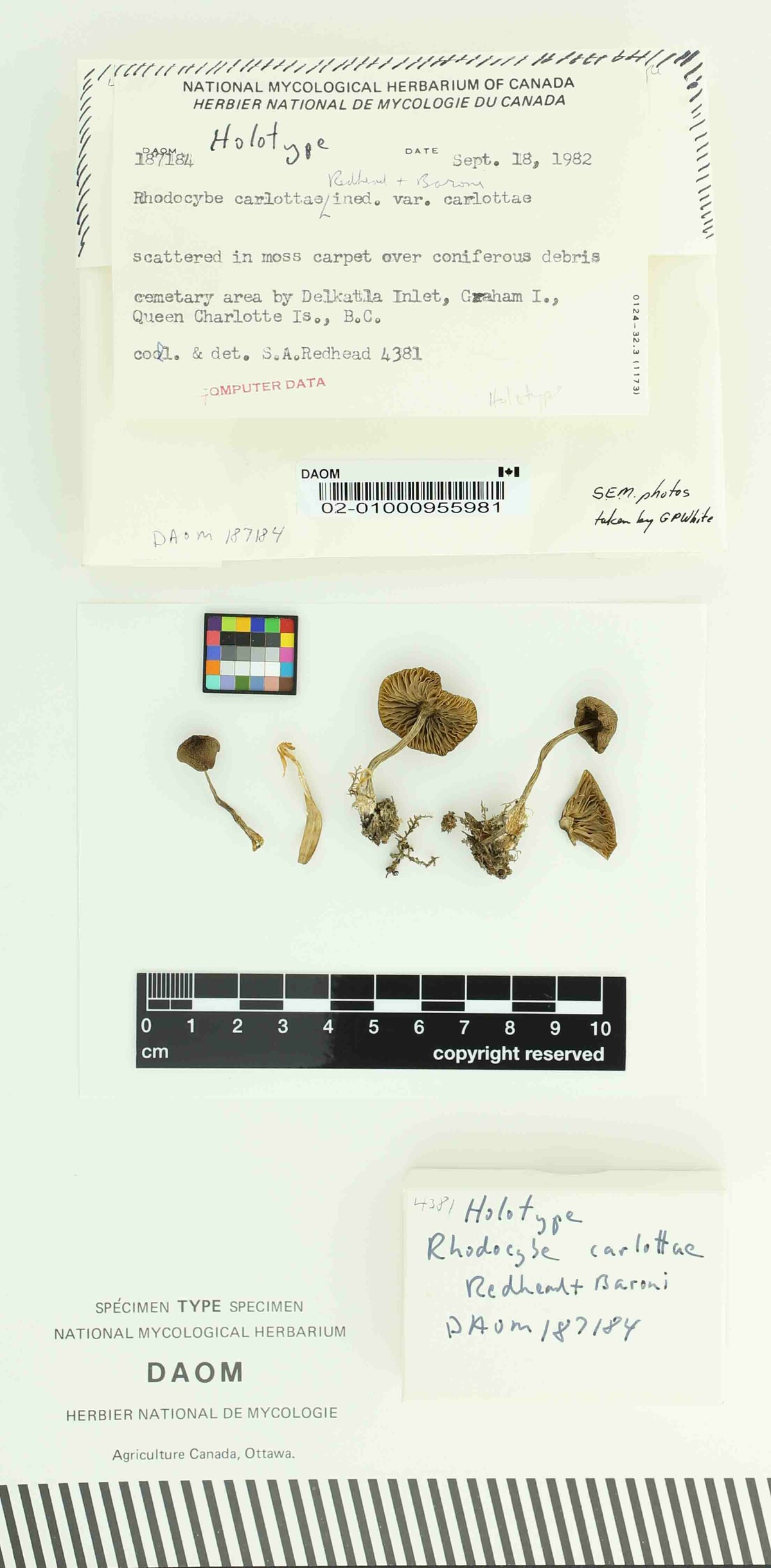 Rhodocybe carlottae var. carlottae image