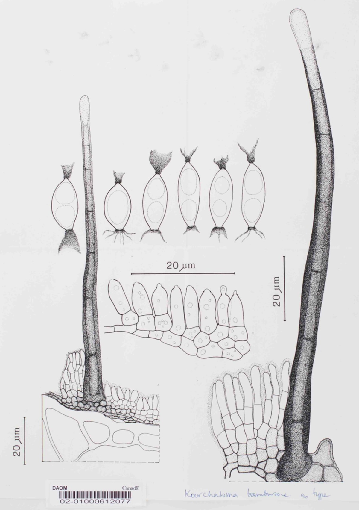 Koorchaloma bambusae image