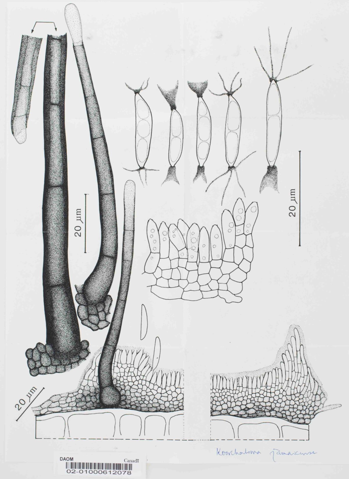 Koorchaloma jamaicense image