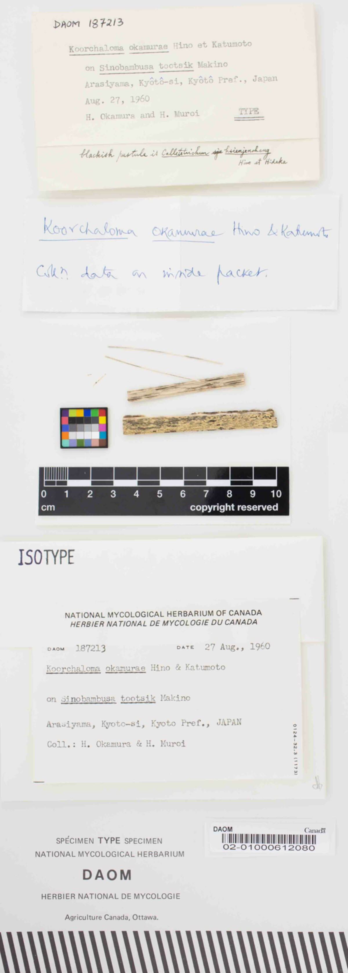 Koorchaloma okamurae image