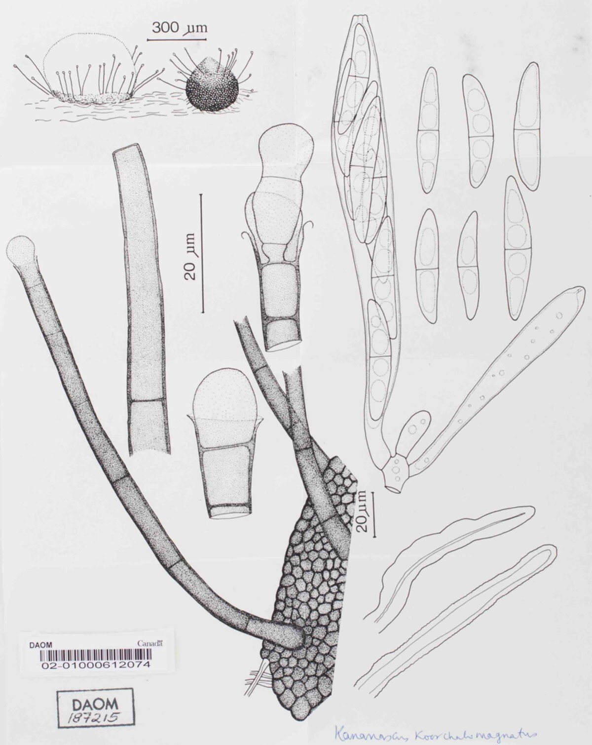 Kananascus koorchalomagnatus image