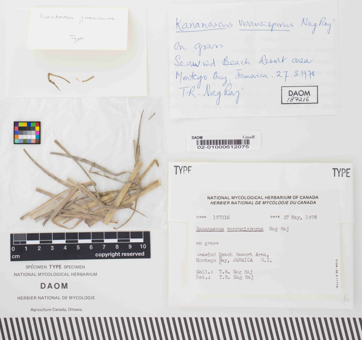 Kananascus verrucisporus image