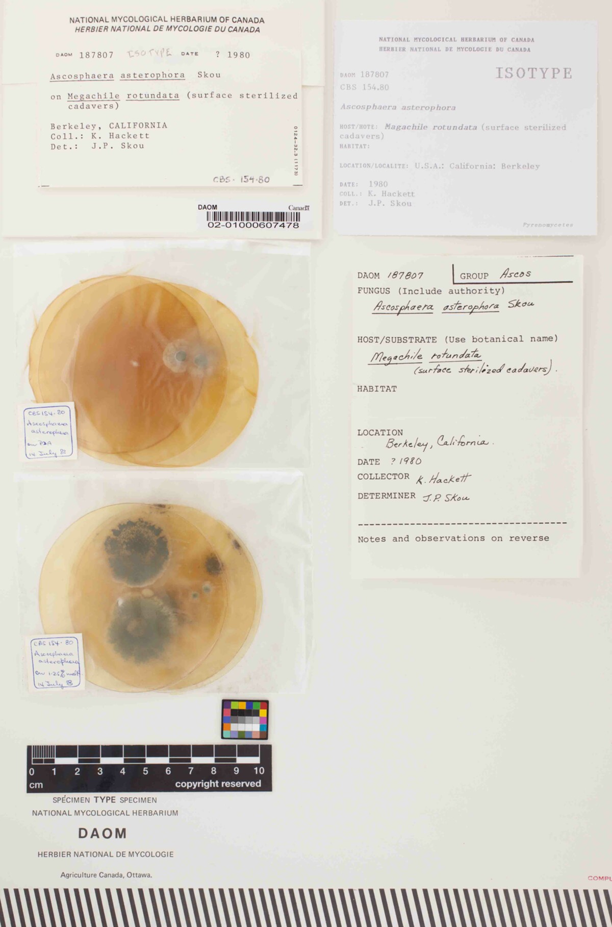 Ascosphaera asterophora image