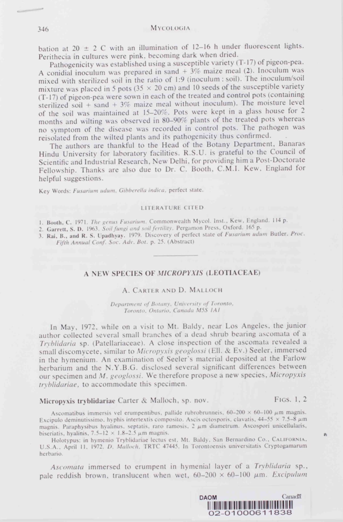 Micropyxis tryblidariae image