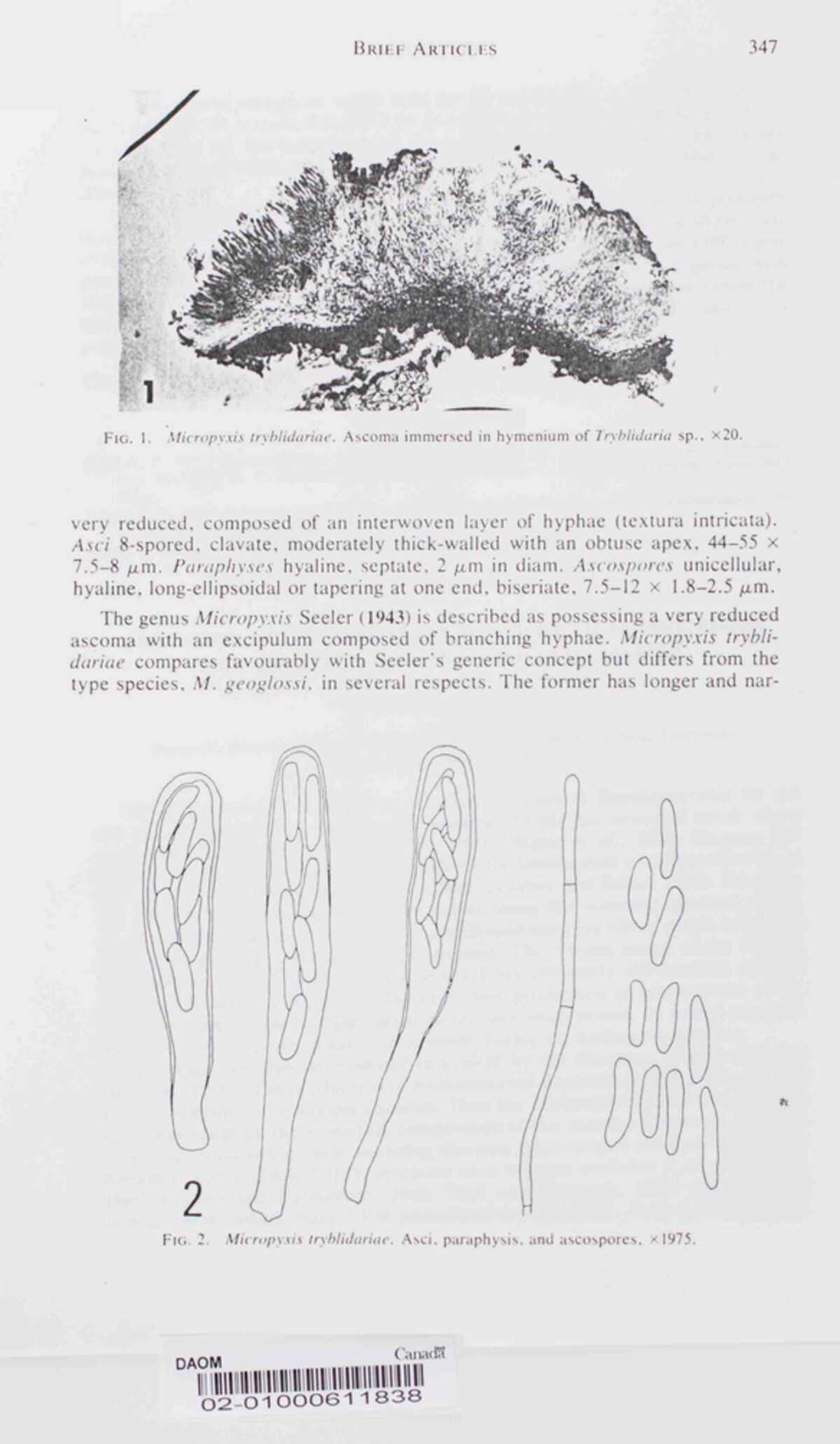 Micropyxis tryblidariae image