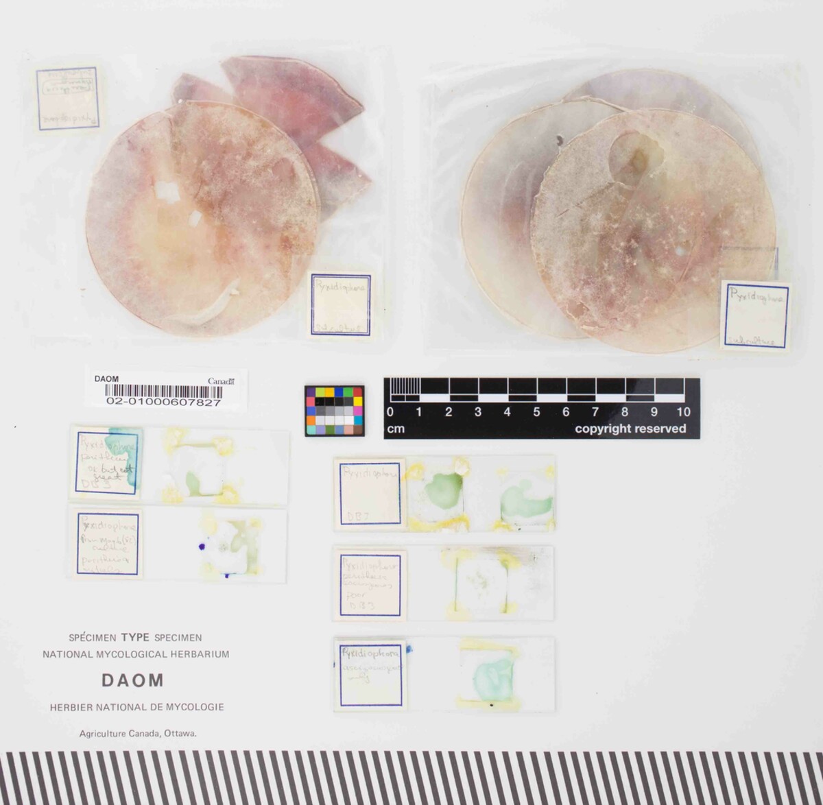 Pyxidiophora lundqvistii image