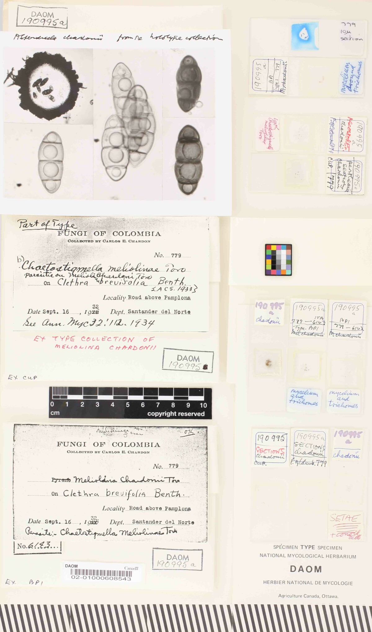 Asteridiella chardonii image