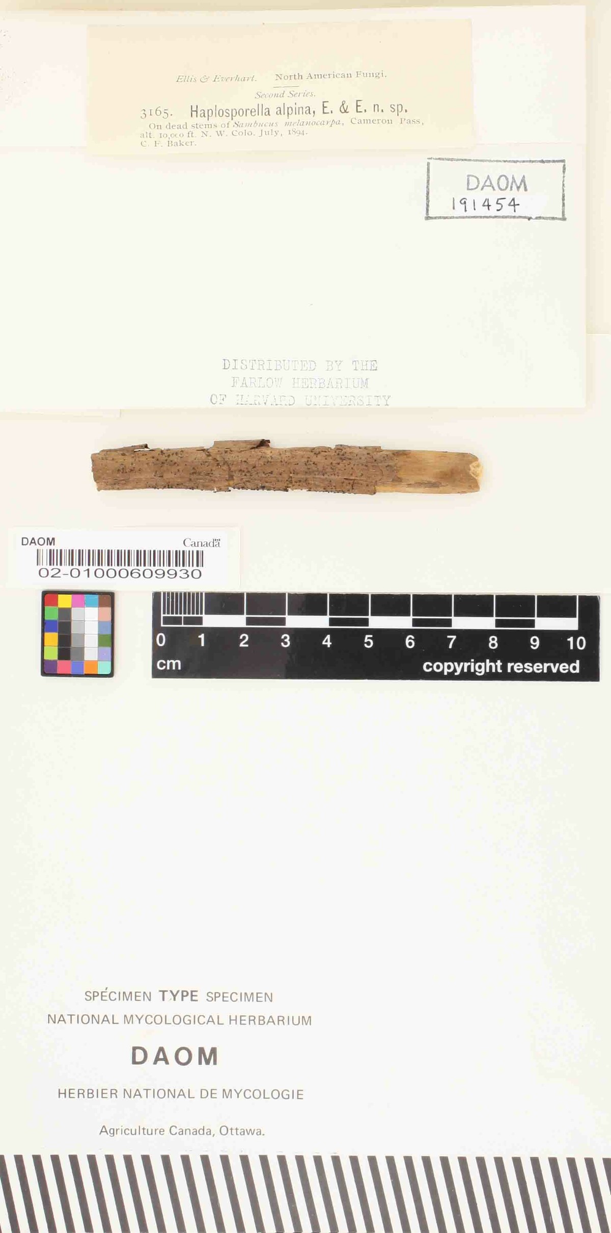 Haplosporella image