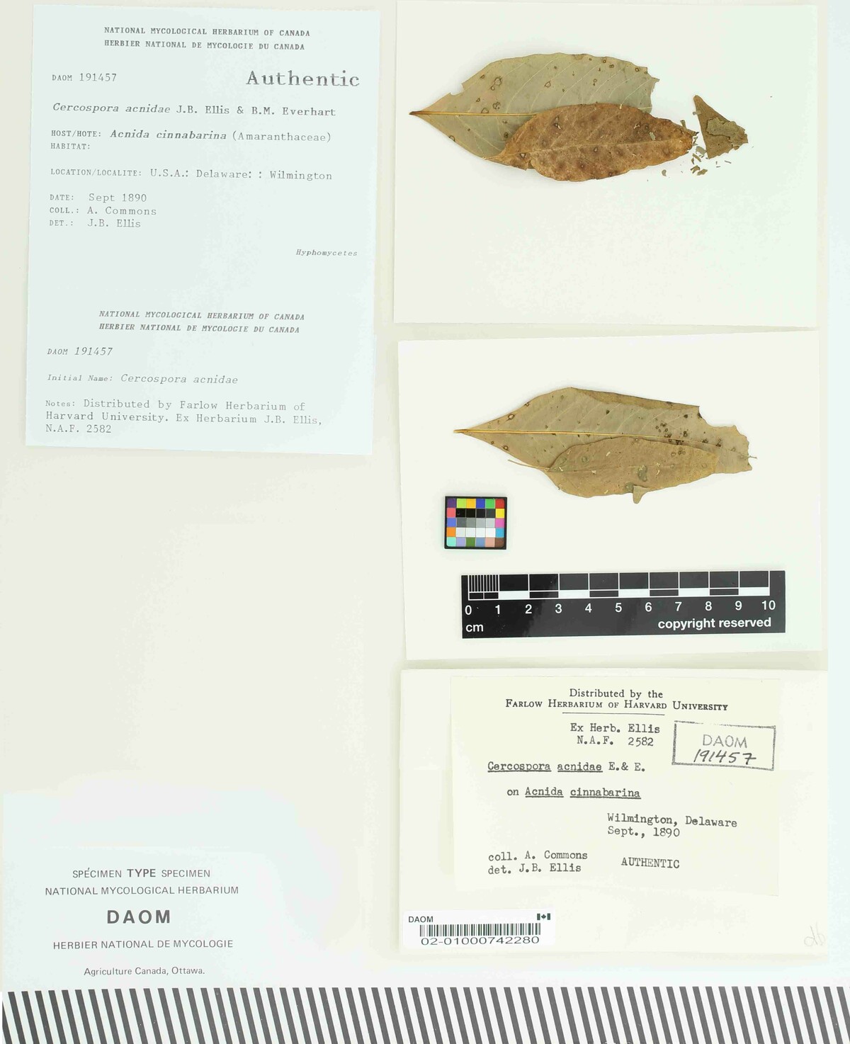 Cercospora acnidae image