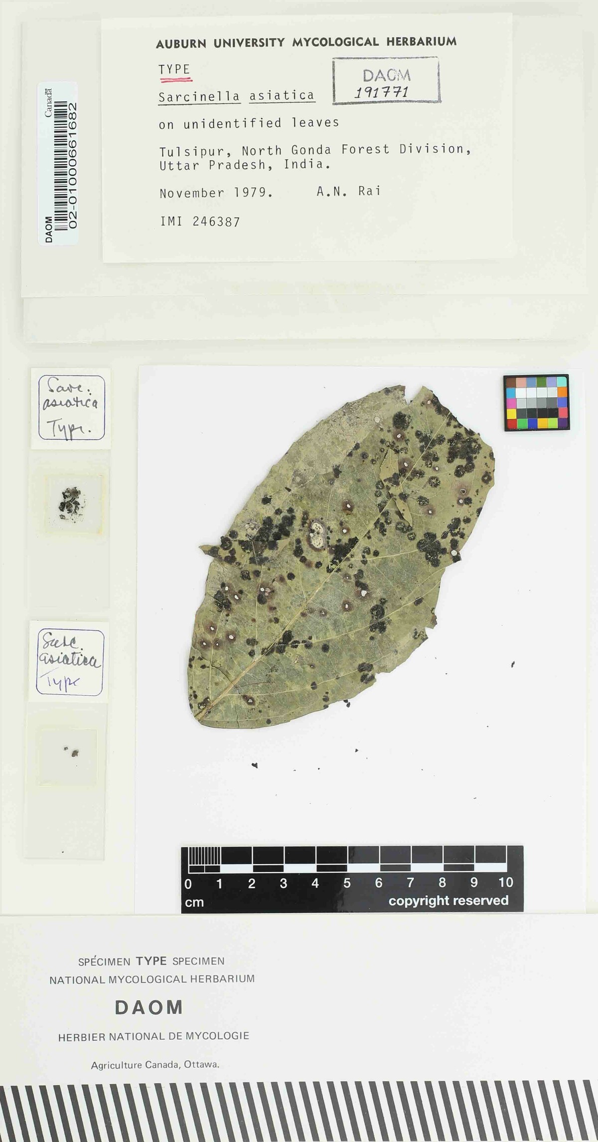 Sarcinella asiatica image
