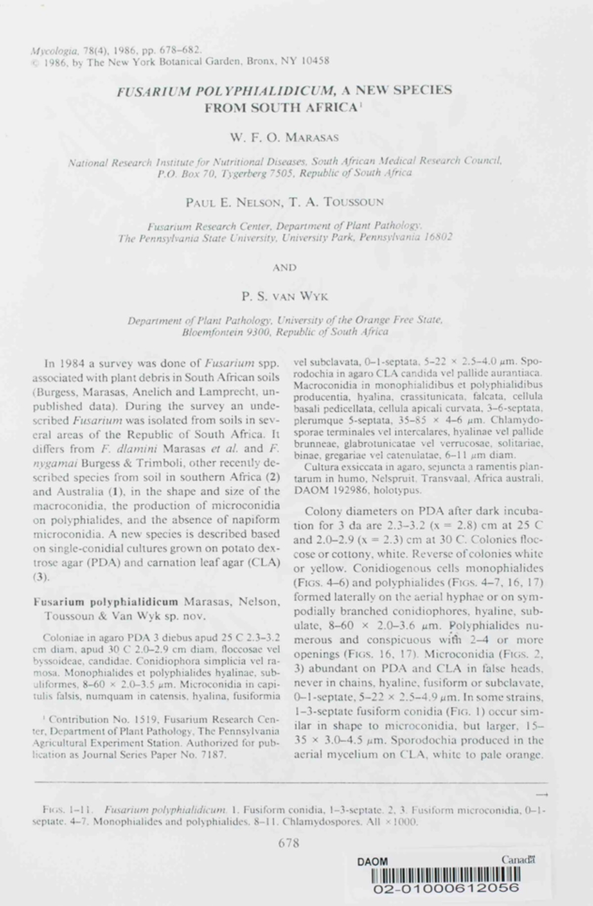 Fusarium polyphialidicum image