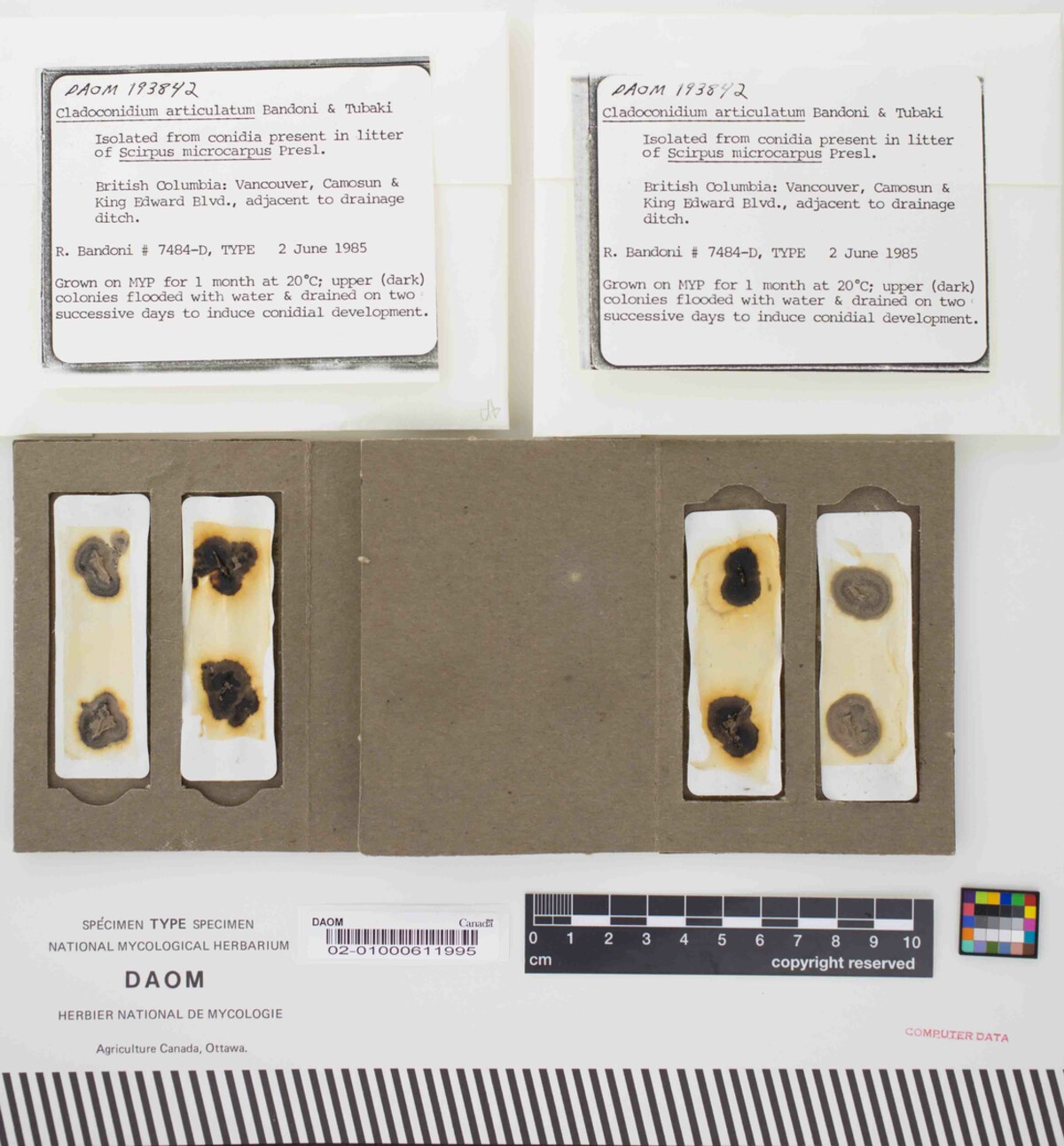 Cladoconidium articulatum image