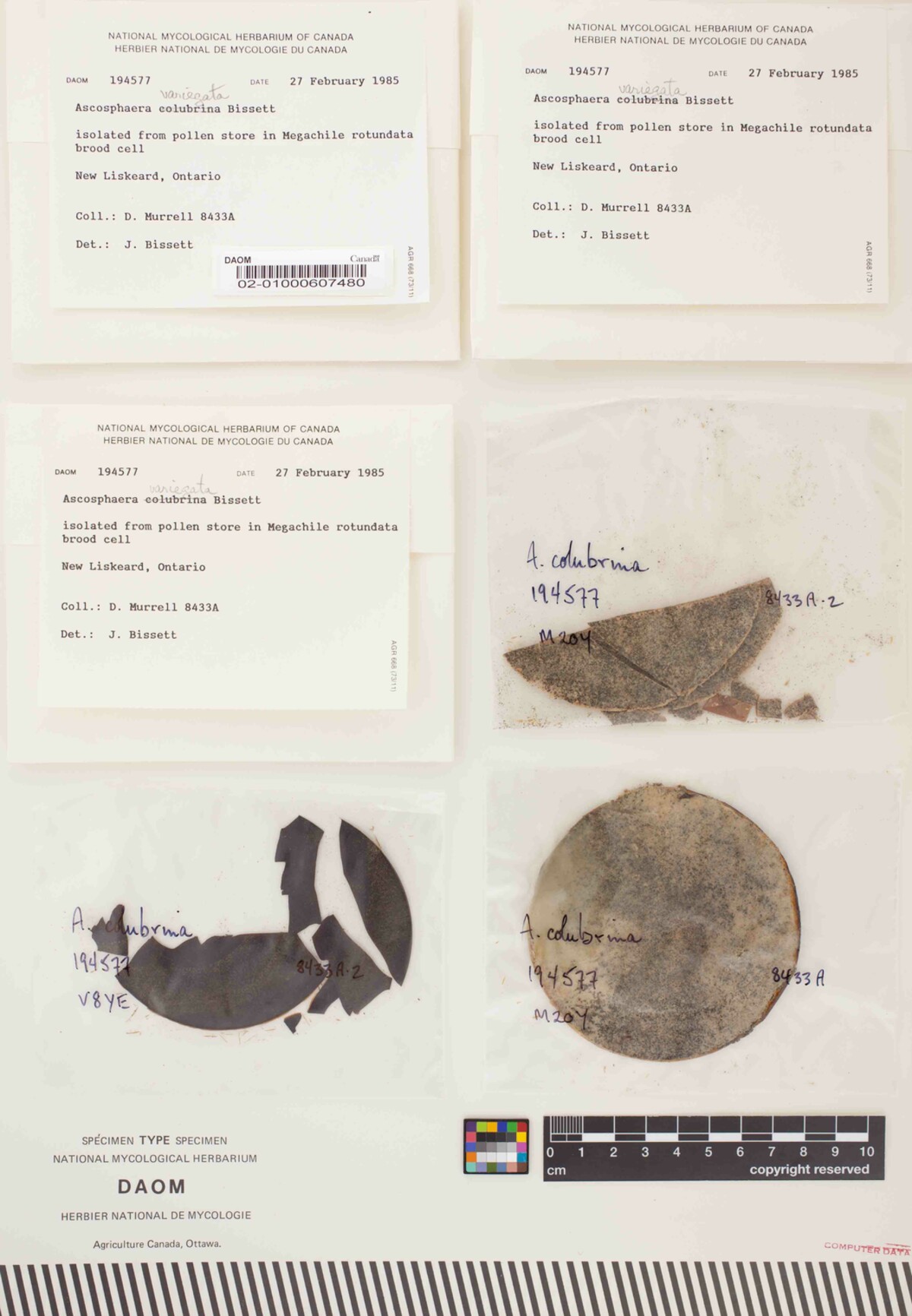 Ascosphaera variegata image
