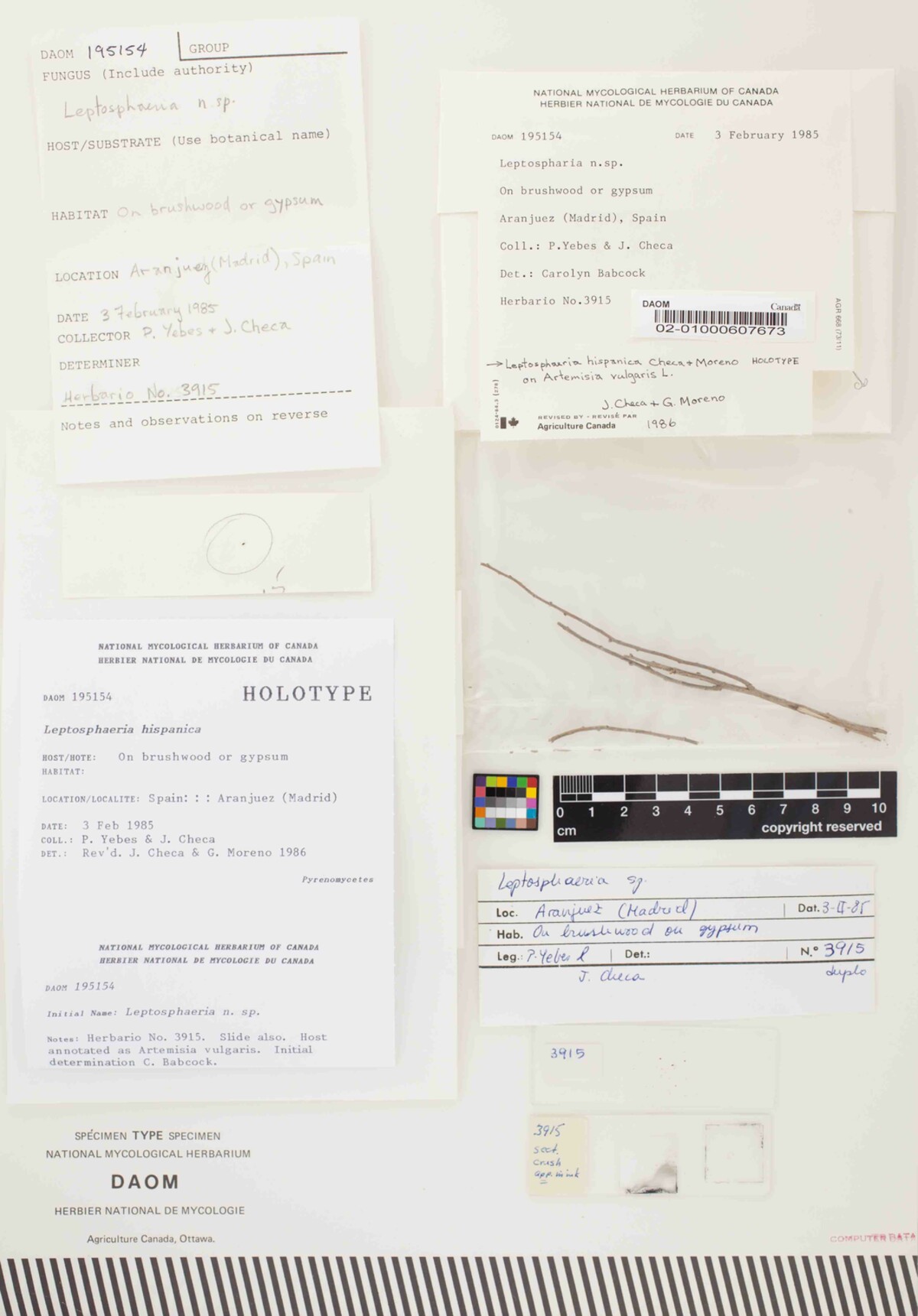Leptosphaeria hispanica image