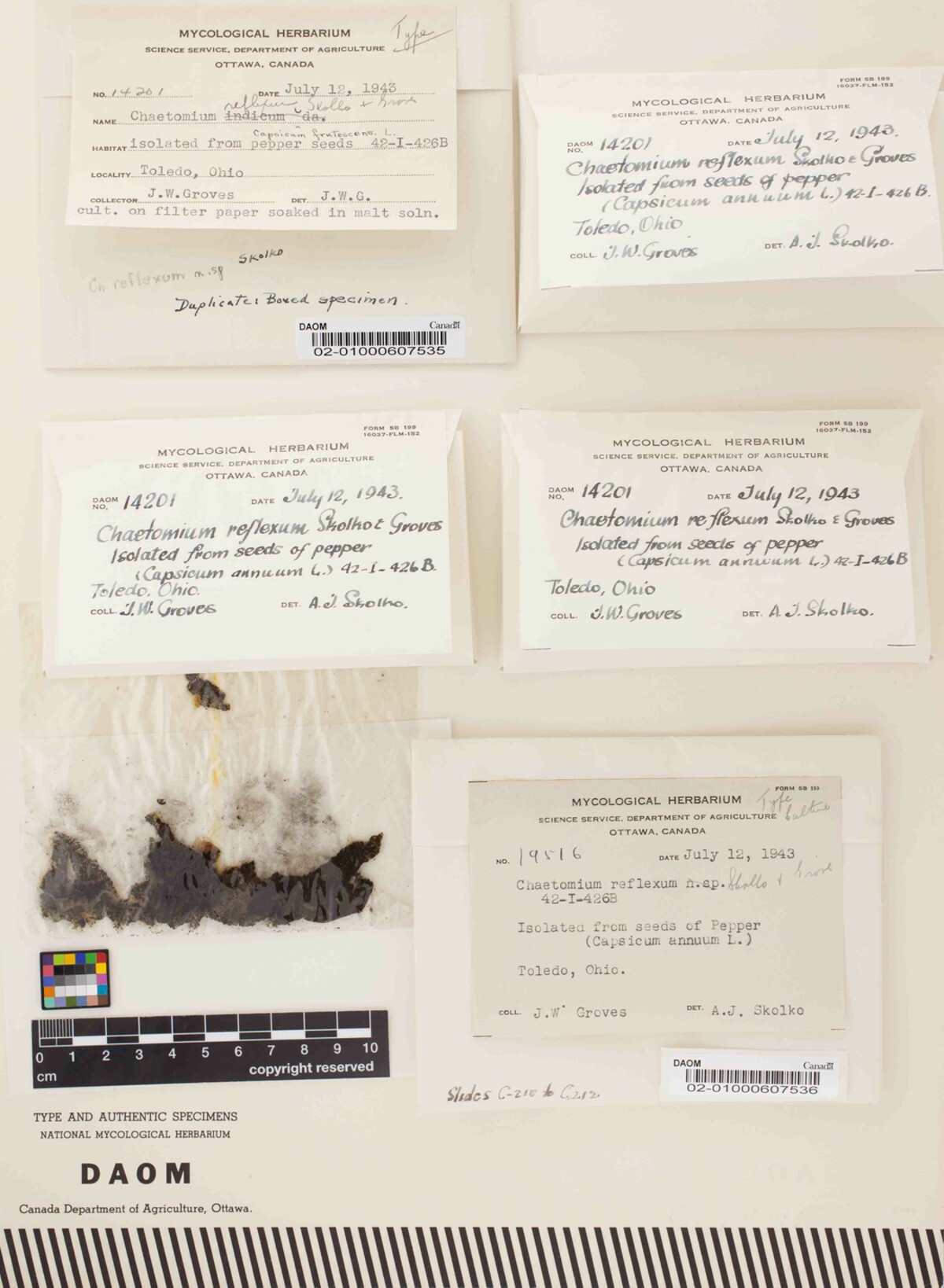 Chaetomium reflexum image