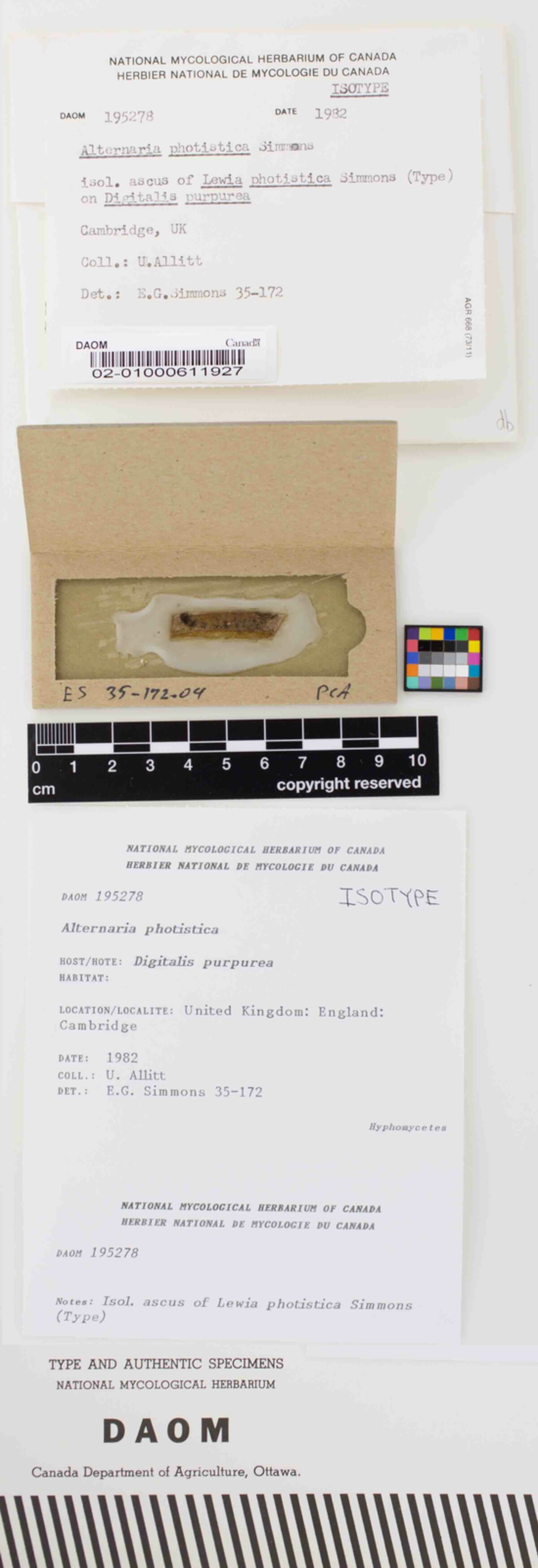 Lewia photistica image