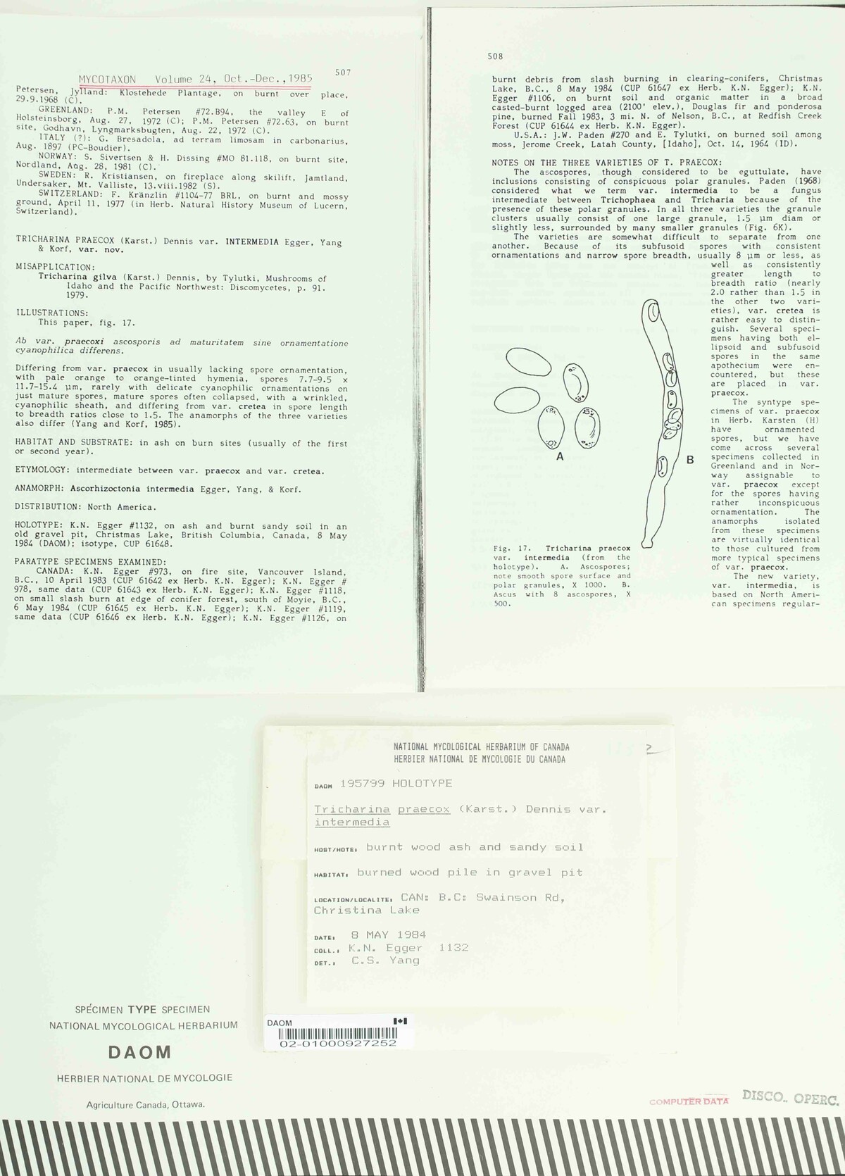 Tricharina praecox var. intermedia image