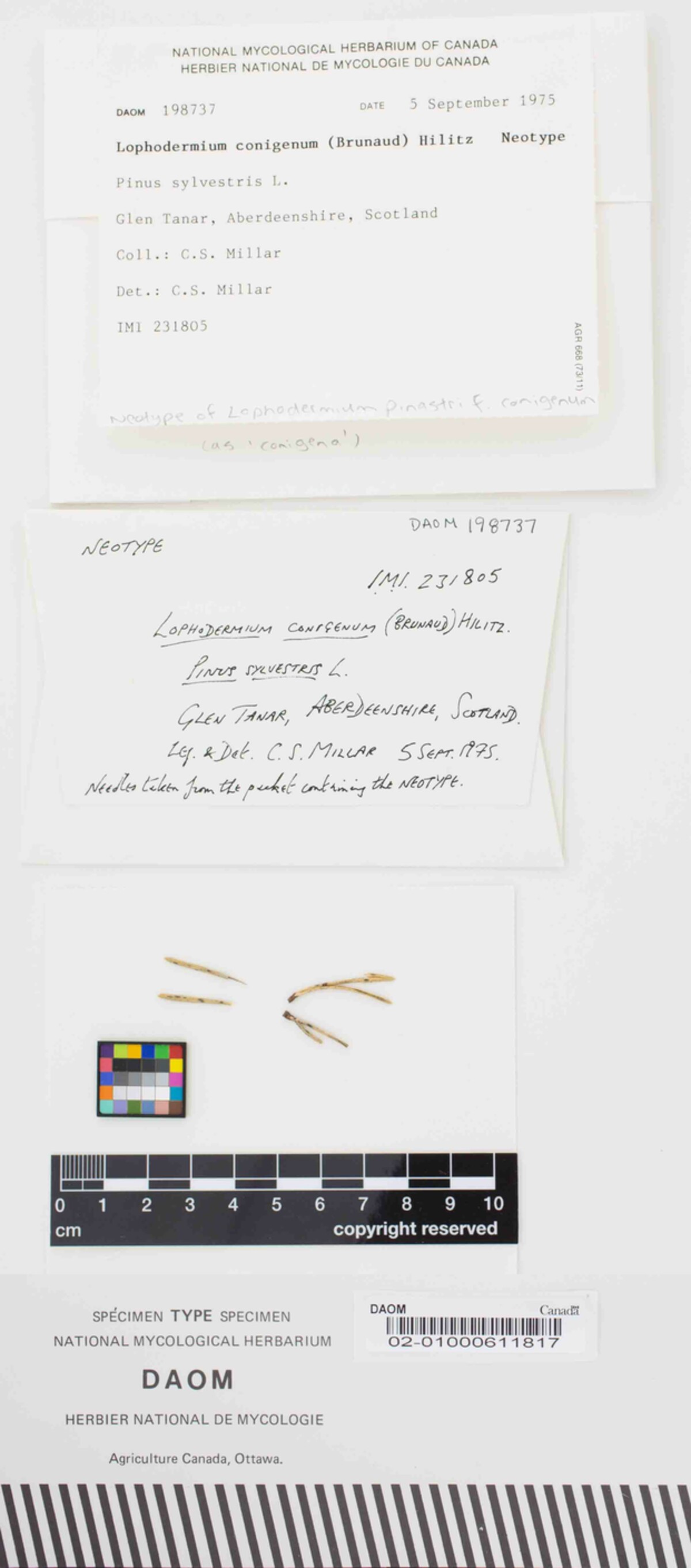 Lophodermium conigenum image