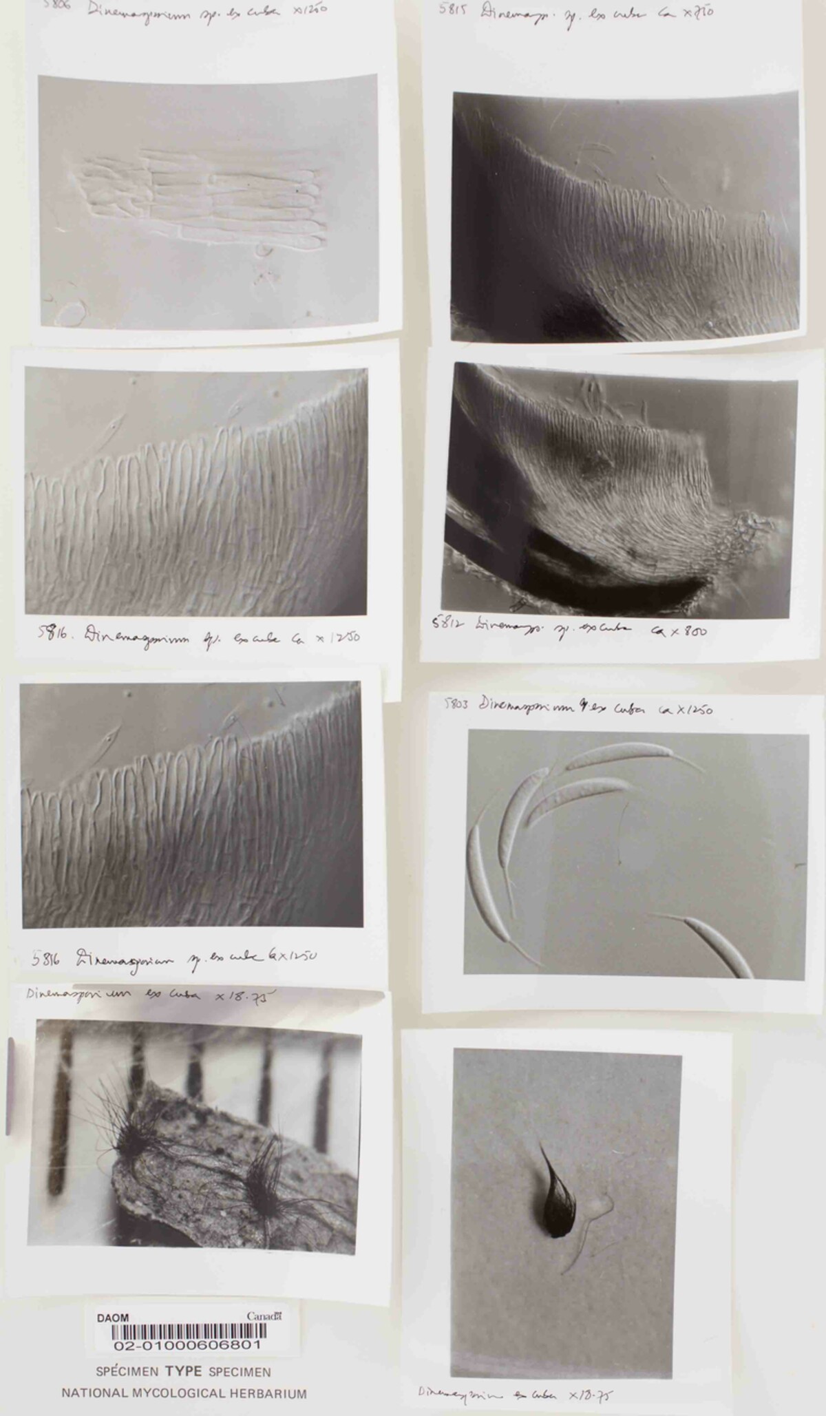 Dinemasporium lanatum image