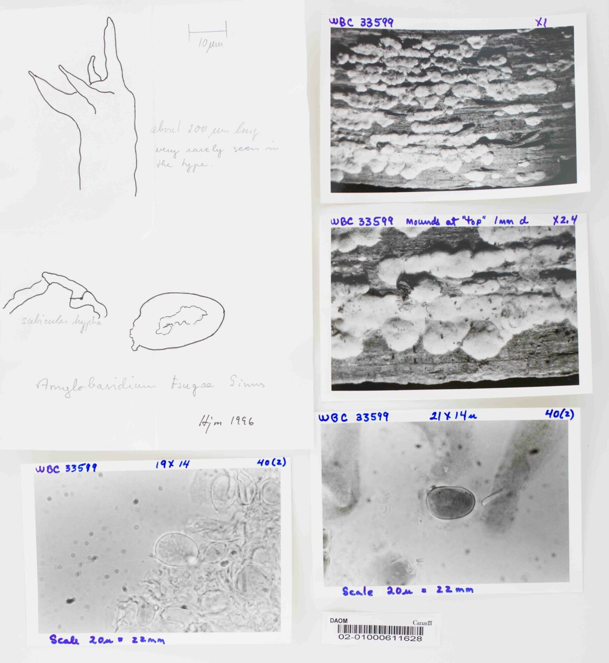 Amylobasidium tsugae image