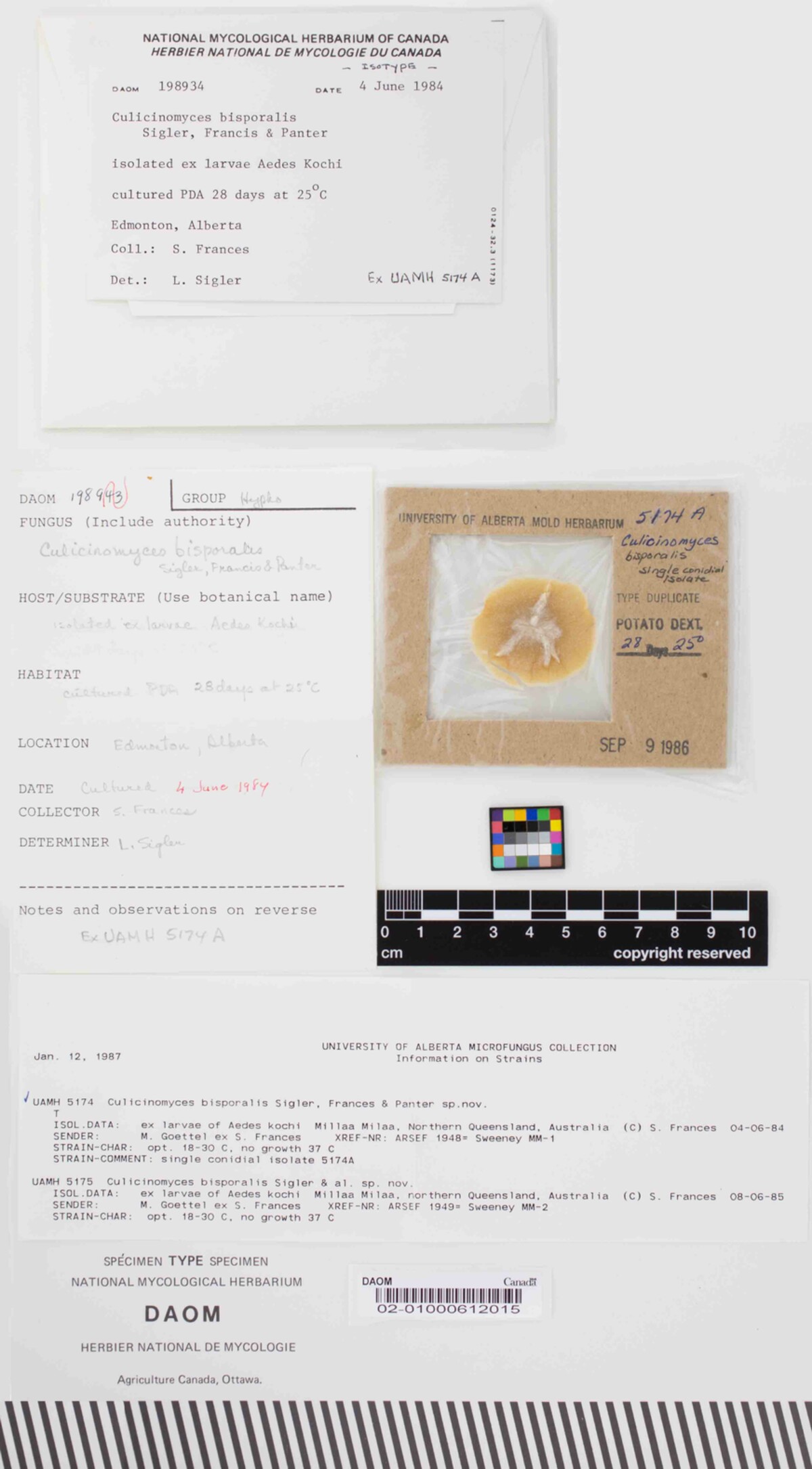 Culicinomyces bisporalis image