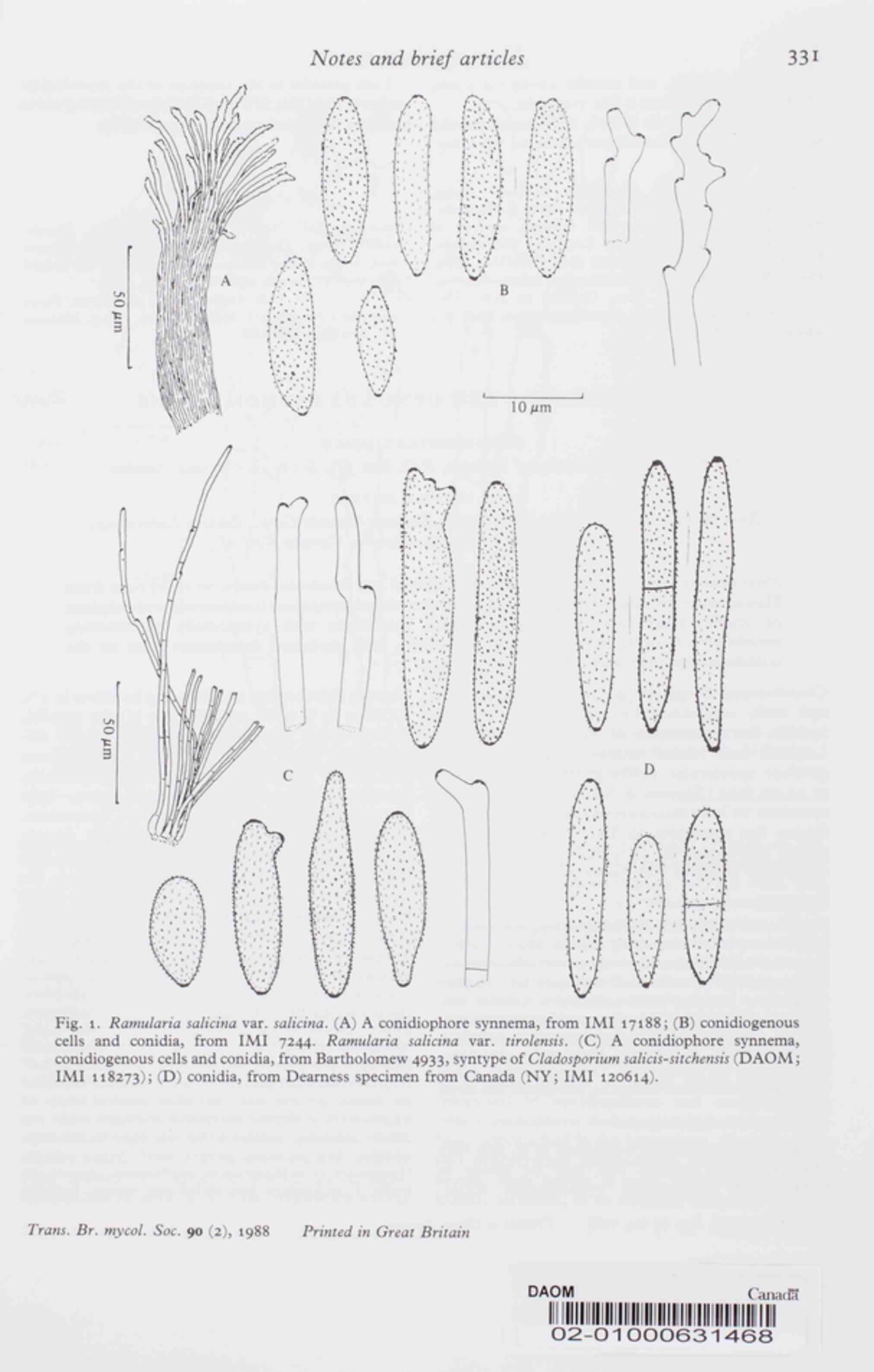 Polysynnema tropicum image