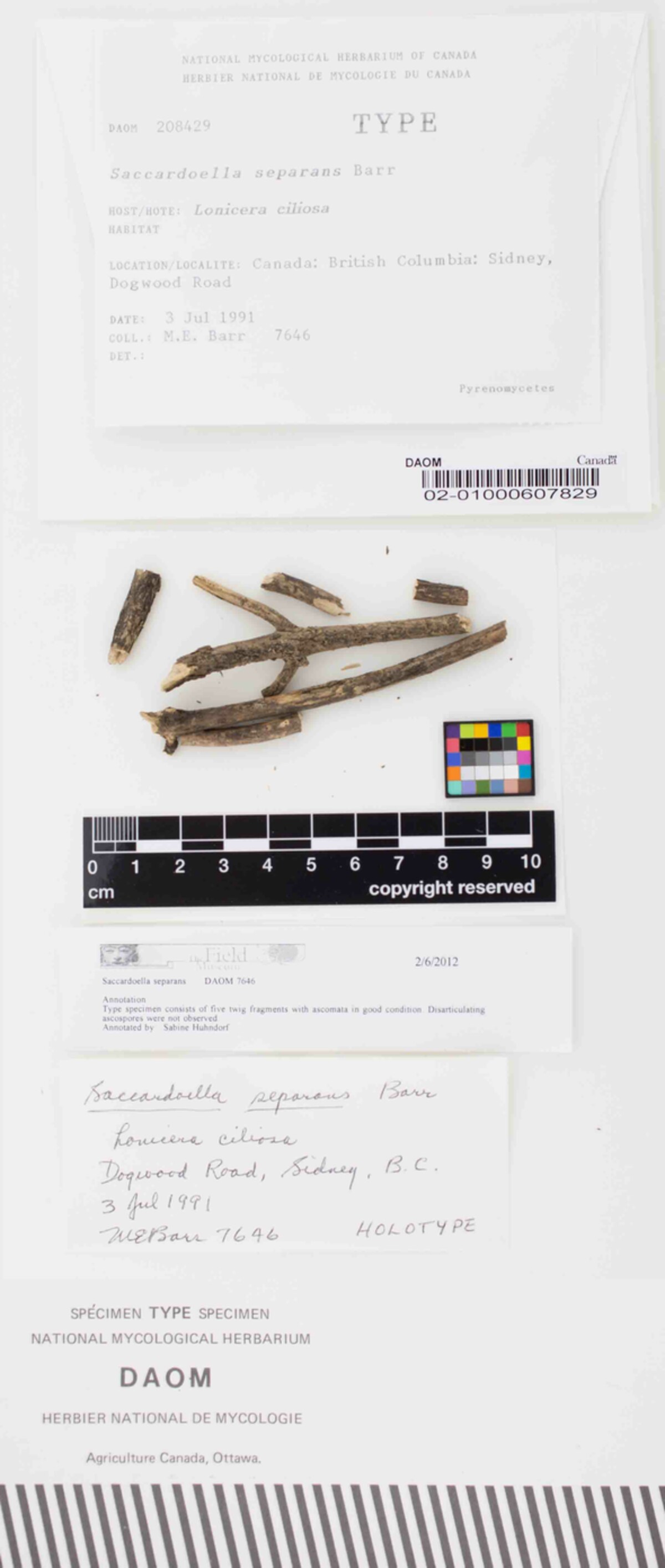 Saccardoella separans image