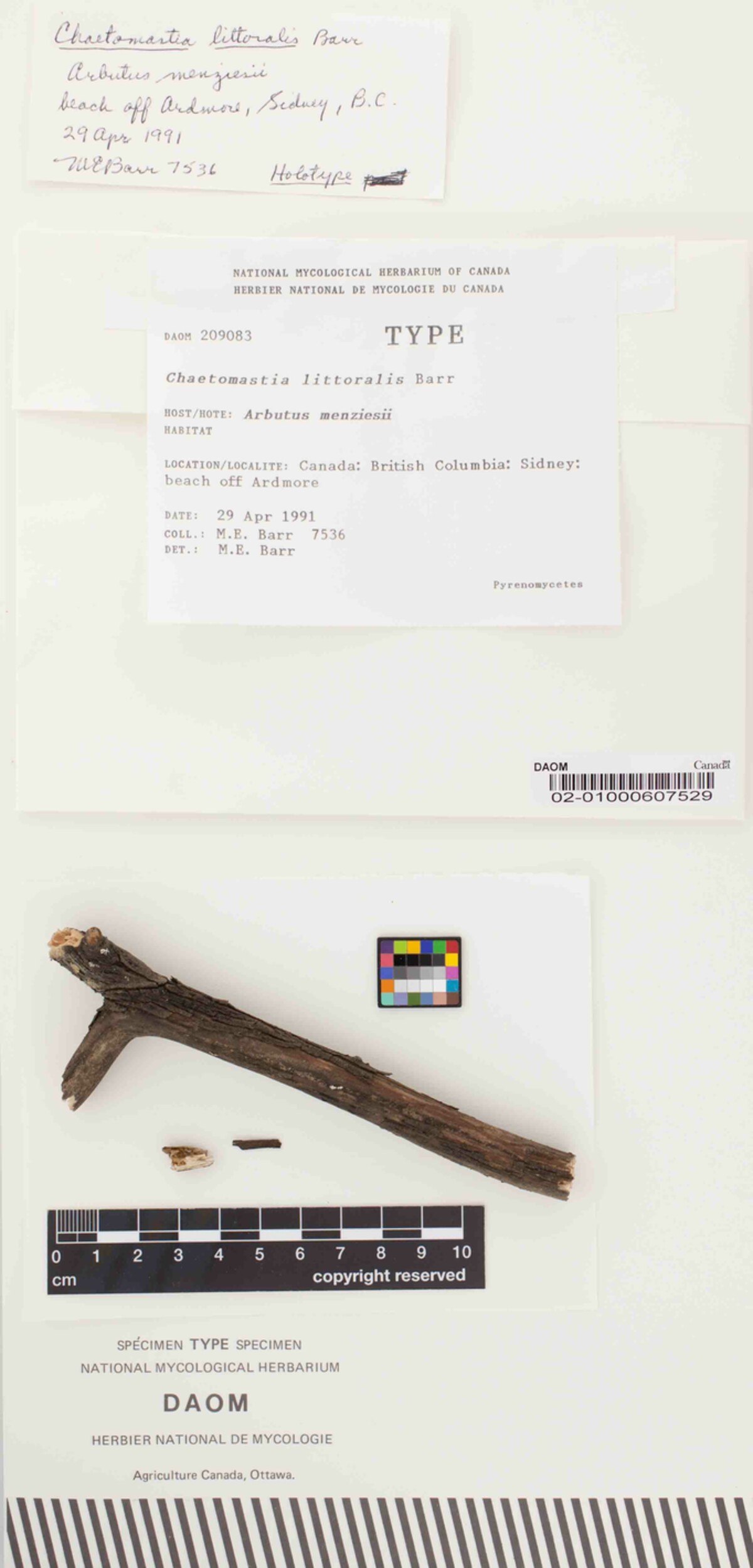 Chaetomastia littoralis image