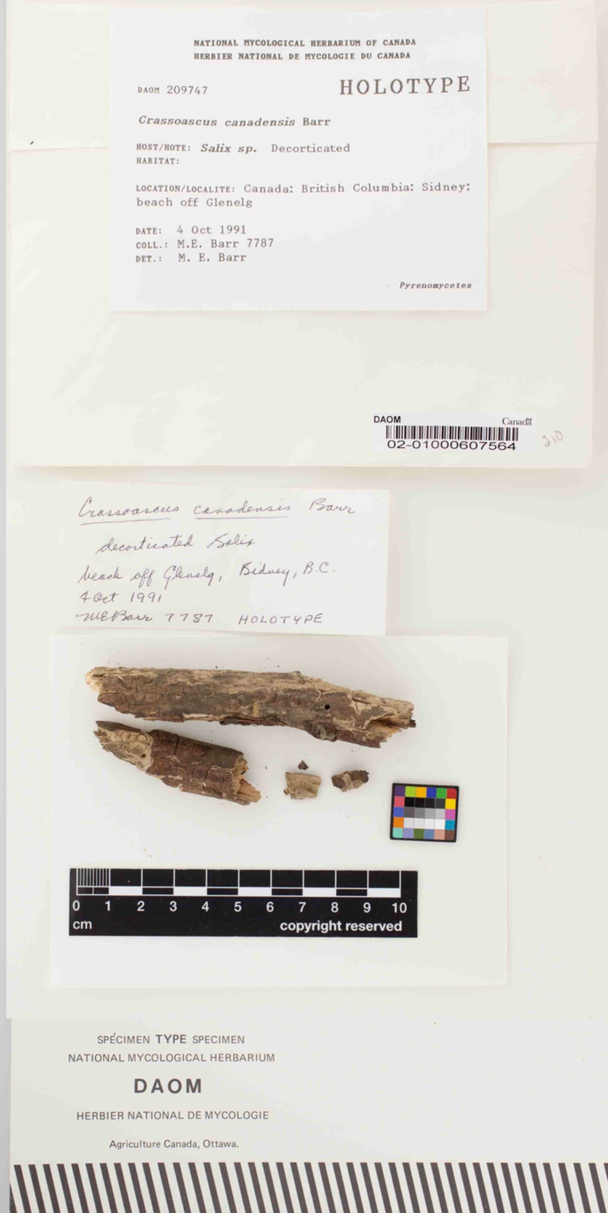 Crassoascus canadensis image