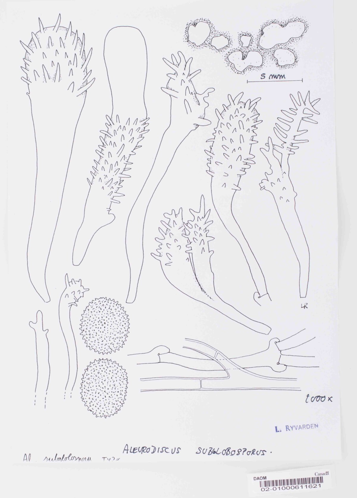 Aleurodiscus subglobosporus image
