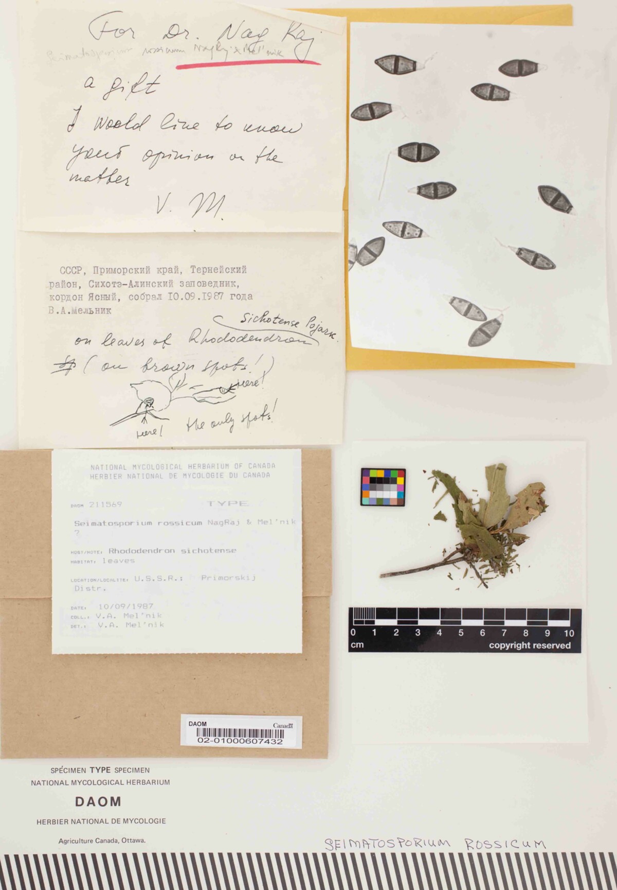 Seimatosporium rossicum image