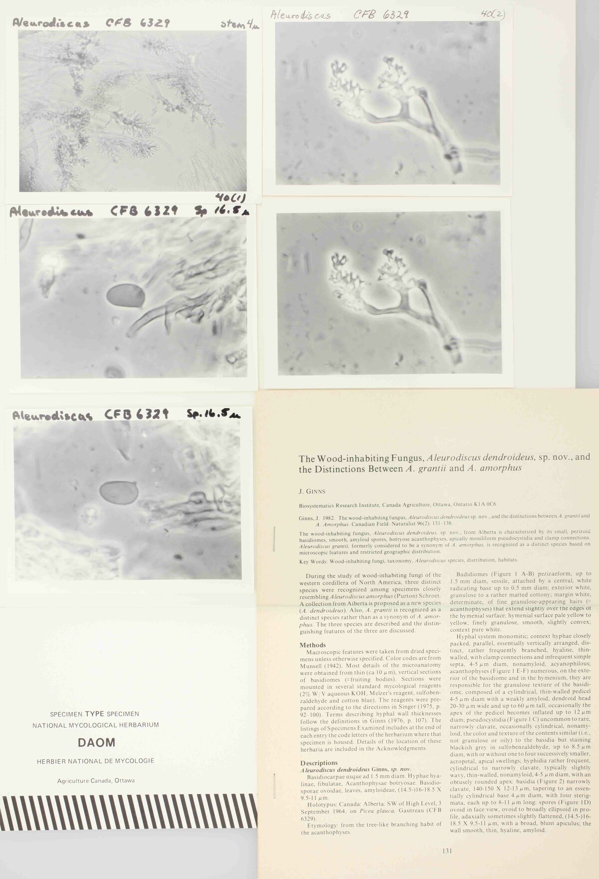 Aleurodiscus dendroideus image