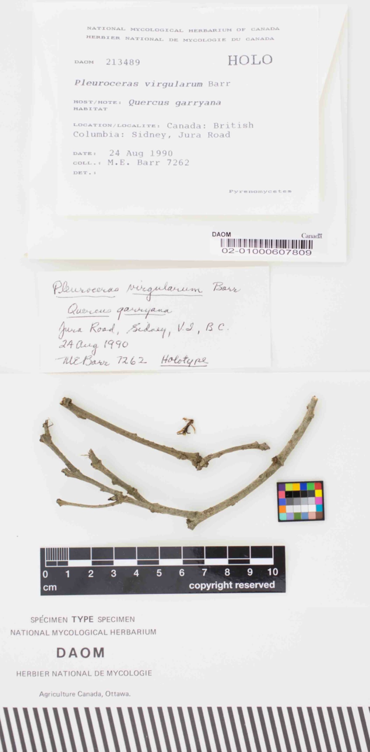 Pleuroceras virgularum image
