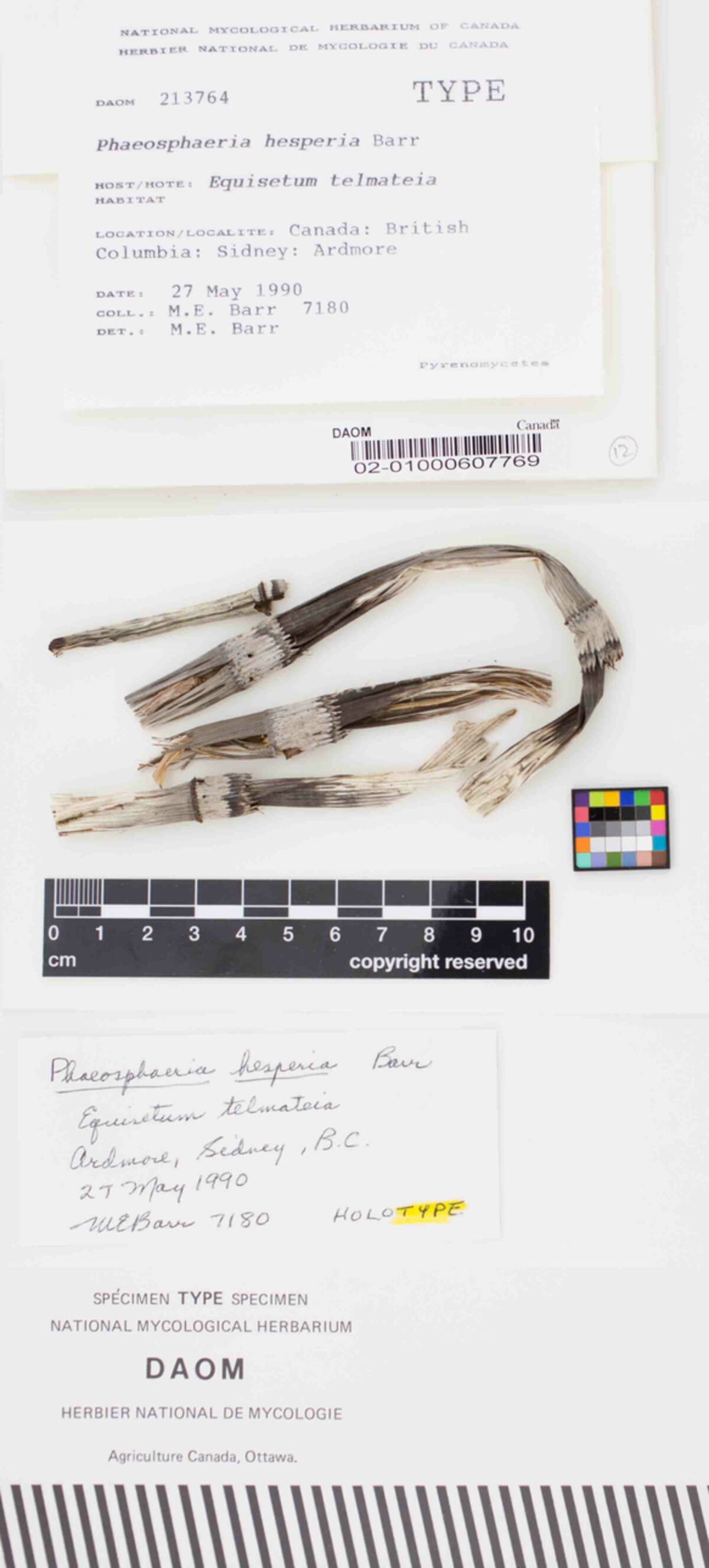 Phaeosphaeria hesperia image
