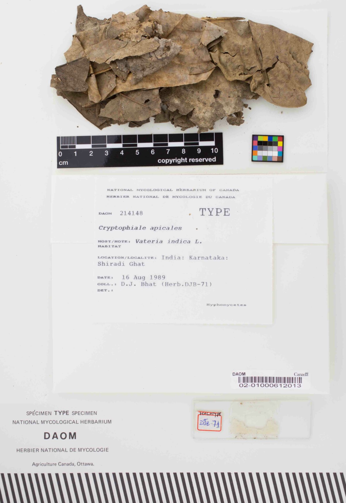 Cryptophiale apicalis image