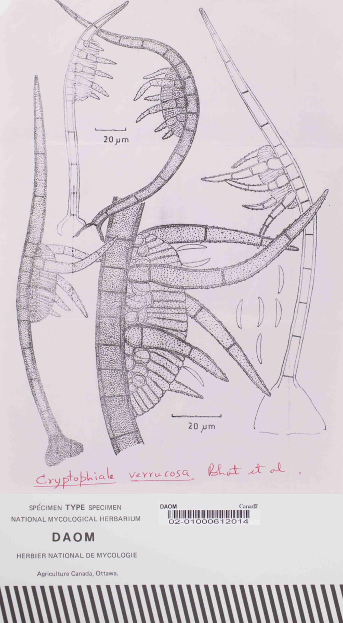 Cryptophiale verrucosa image