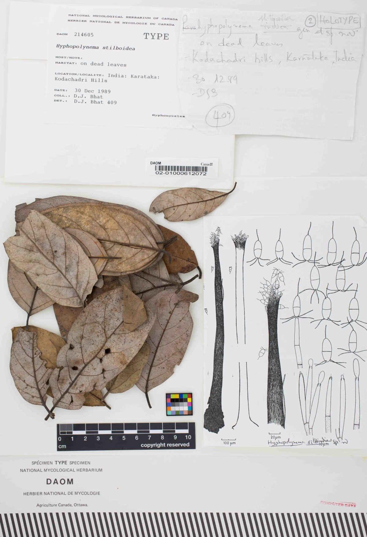Hyphopolynema stilboideum image