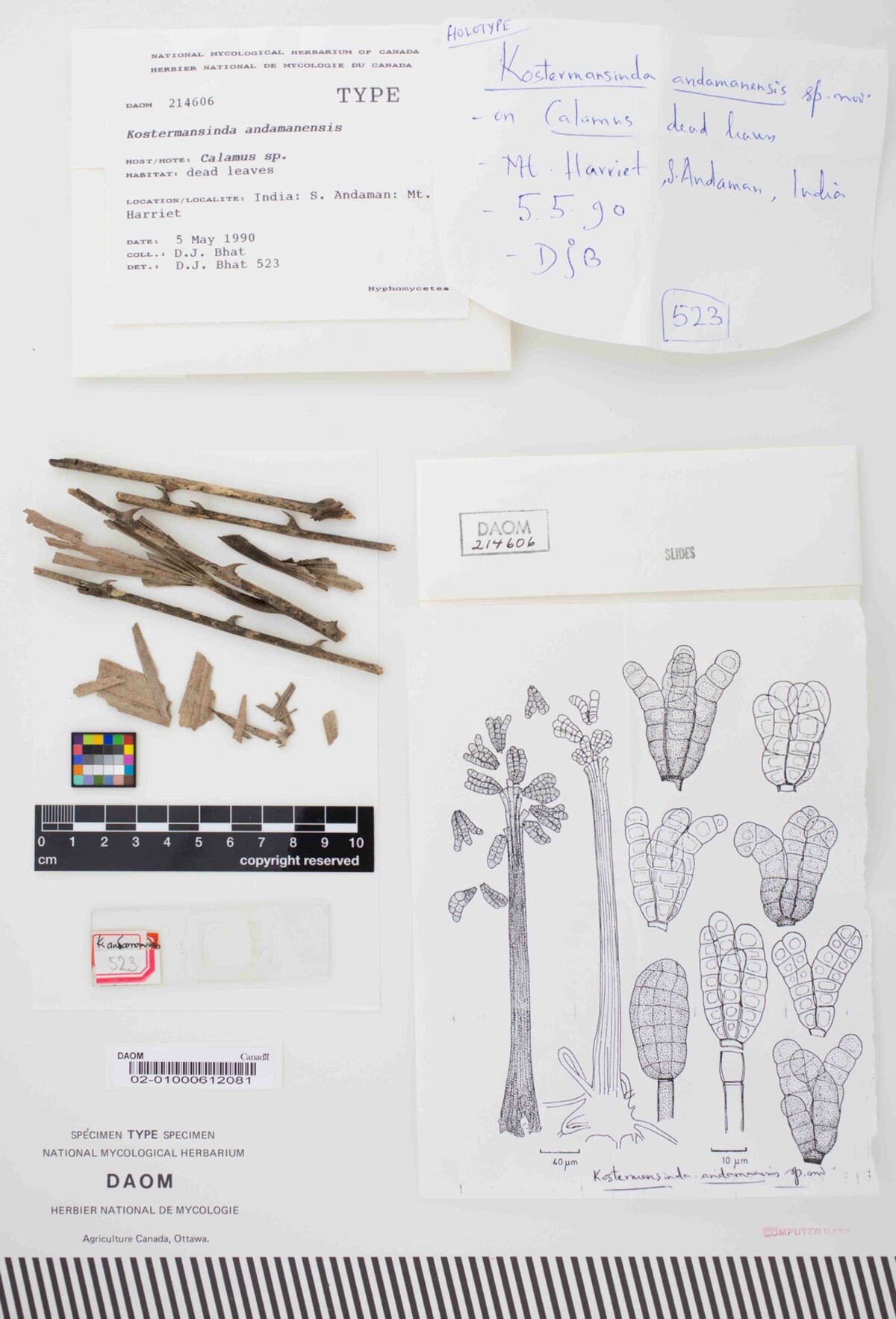 Kostermansinda andamanensis image