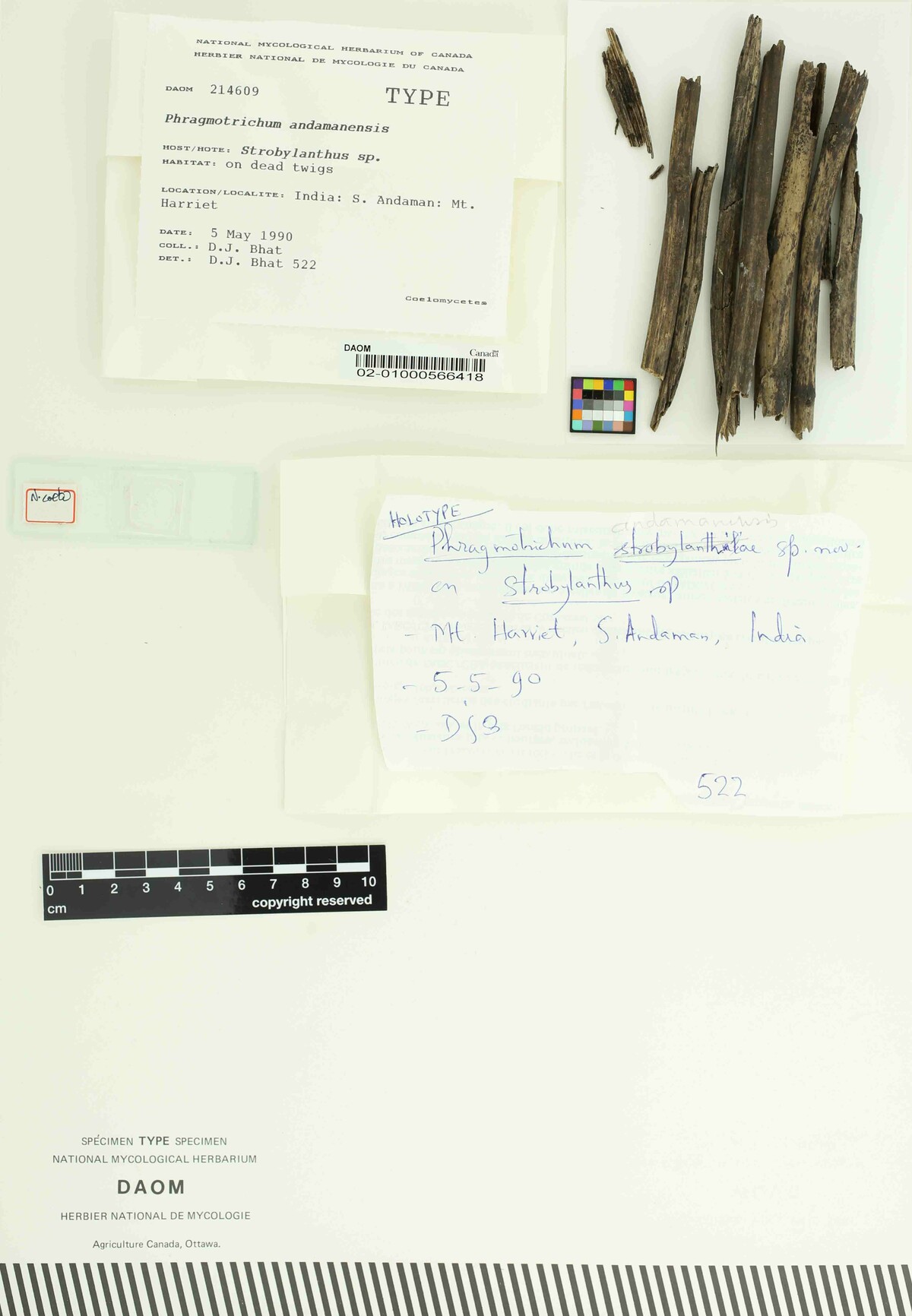 Phragmotrichum andamanense image