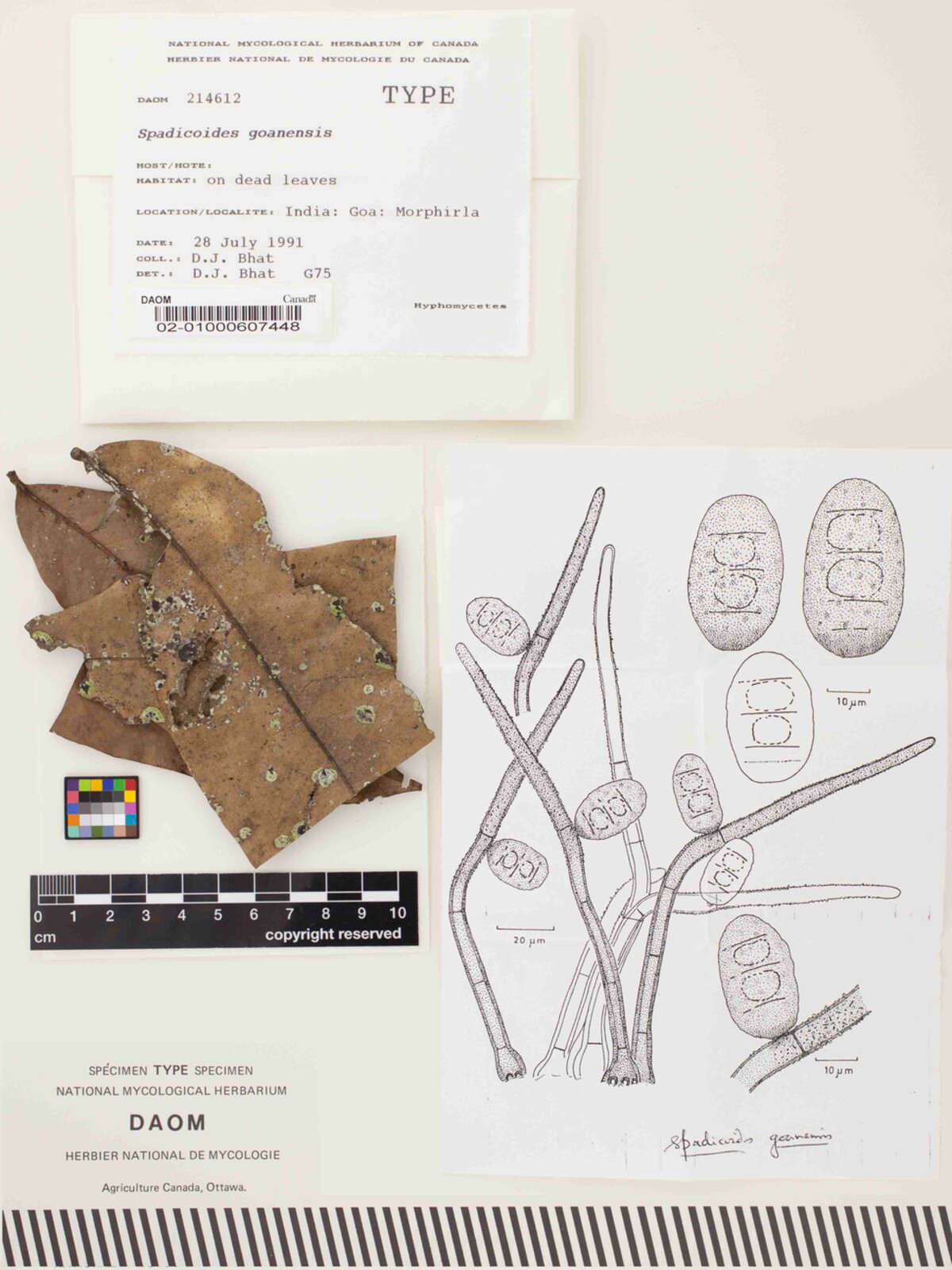 Bharatheeya goanensis image