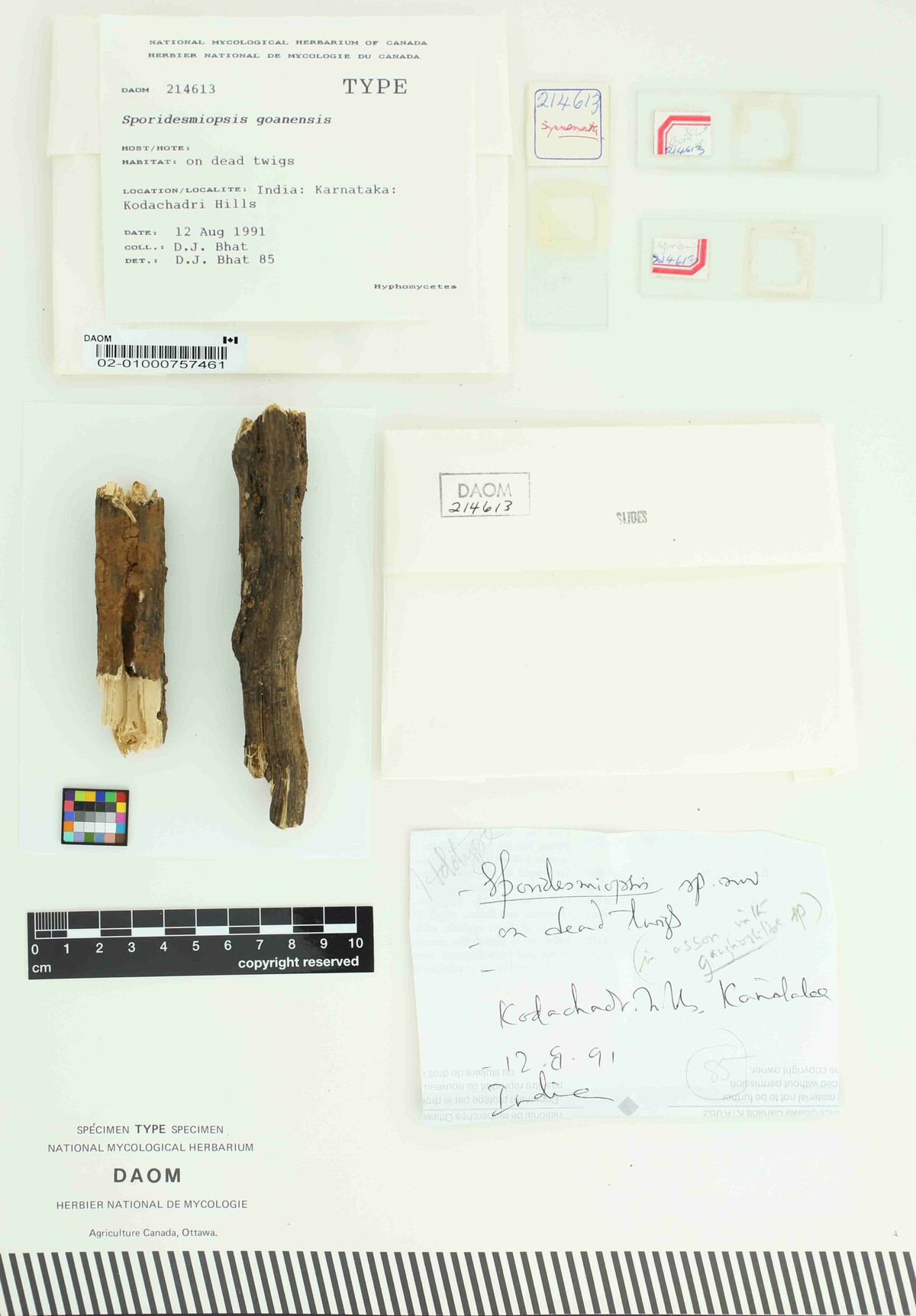 Sporidesmiopsis goanensis image