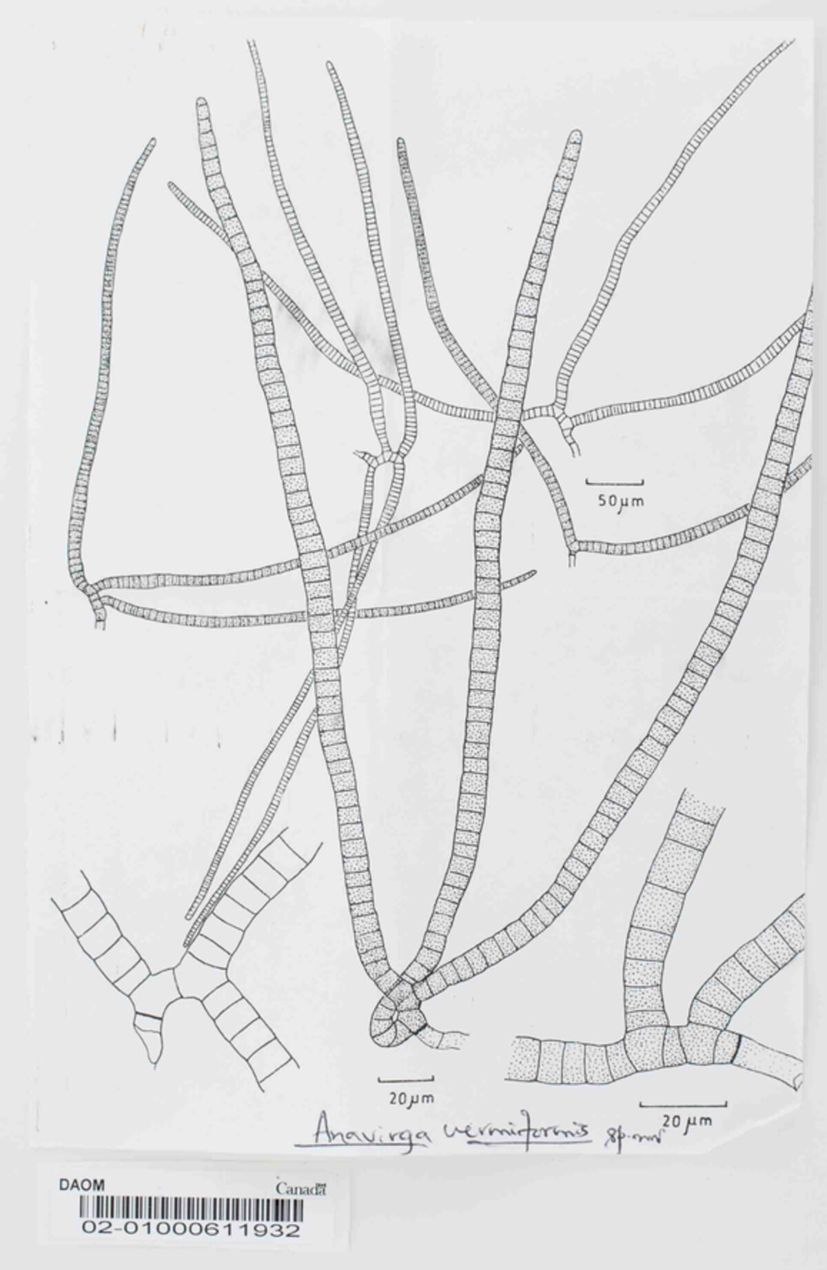 Anavirga vermiformis image