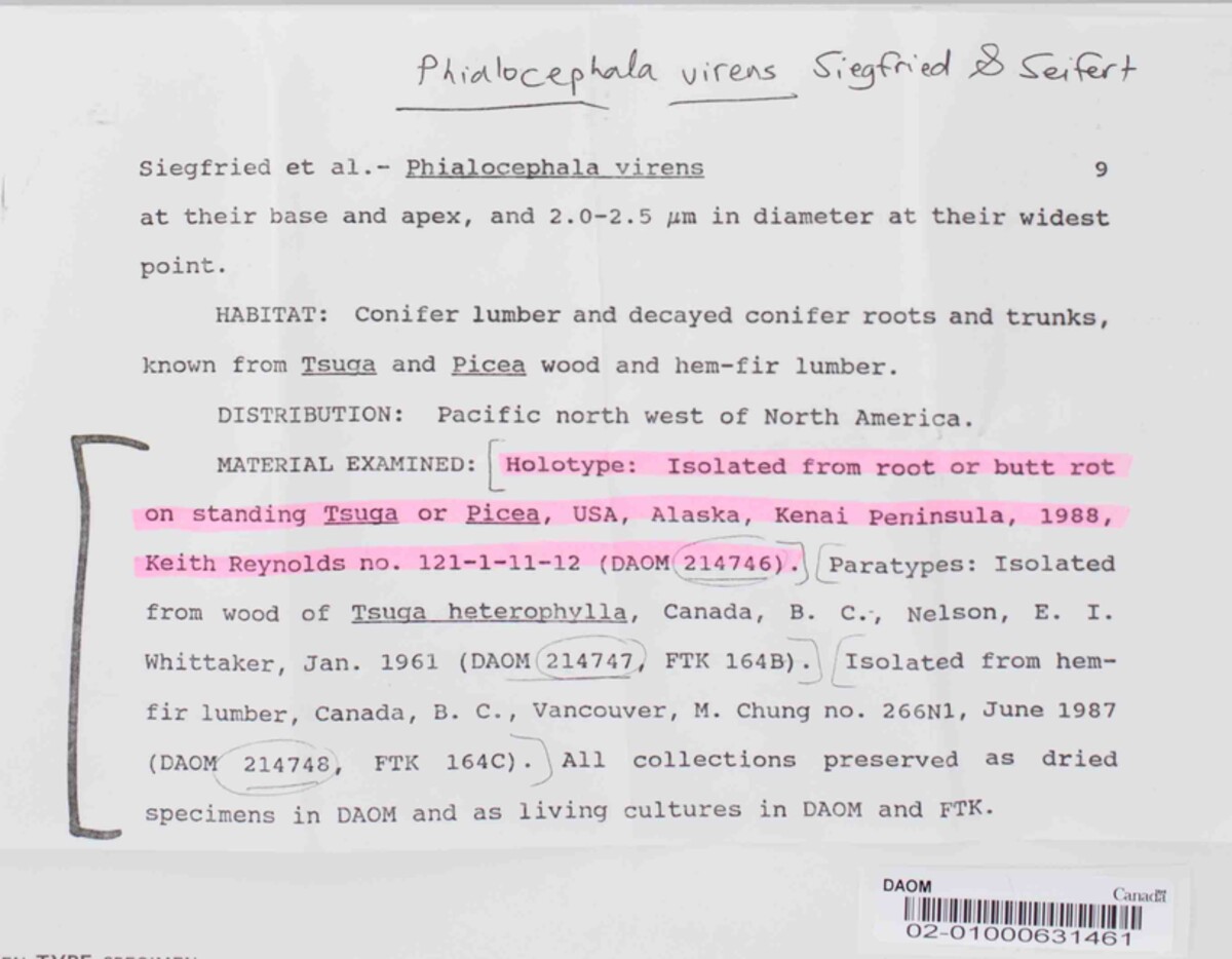 Phialocephala virens image