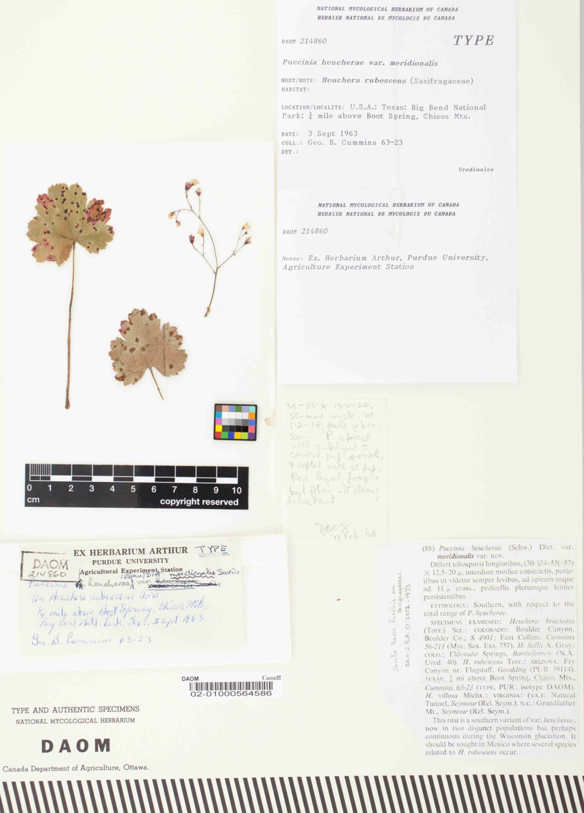 Puccinia heucherae var. meridionalis image